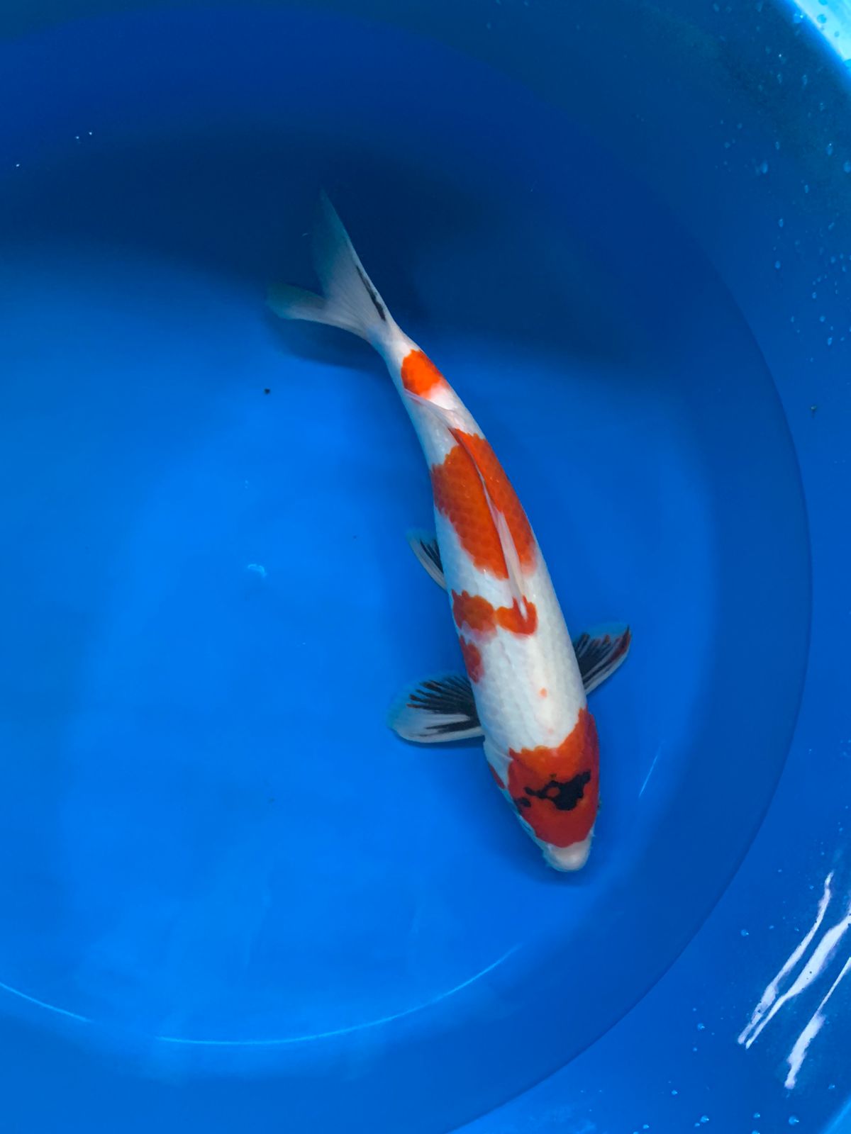 Lelang Koi Online, Jual Beli Ikan Koi, Pusat Jual Beli Koi, Info Lelang Koi Hari Ini, Platform Jual Beli Koi, Jual Beli Ikan Koi Online, Marketplace Ikan Koi, Jual Koi Terbaik, Tempat Beli Koi Berkualitas, Pasar Ikan Koi Online Terpercaya, Penjual Ikan Koi Terpercaya, Beli Koi Hias Online, Ikan Koi untuk Dijual, Koi Kualitas Terbaik, Toko Online Ikan Koi, Koi Hias Untuk Dijual, Jual Beli Ikan Koi Lokal, Koi Indonesia Online, Pusat Jual Beli Koi Terbesar