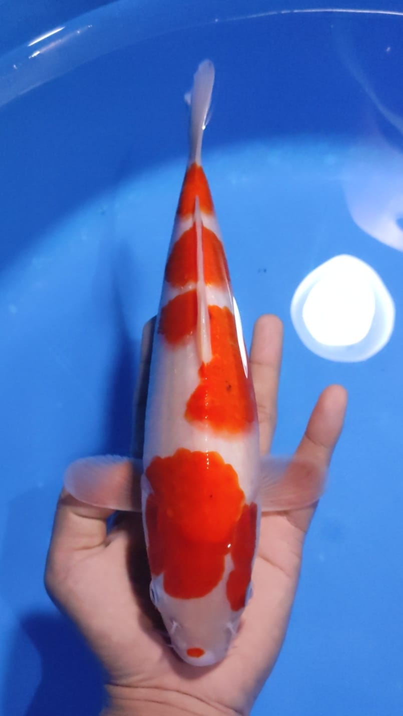 Lelang Koi Online, Jual Beli Ikan Koi, Pusat Jual Beli Koi, Info Lelang Koi Hari Ini, Platform Jual Beli Koi, Jual Beli Ikan Koi Online, Marketplace Ikan Koi, Jual Koi Terbaik, Tempat Beli Koi Berkualitas, Pasar Ikan Koi Online Terpercaya, Penjual Ikan Koi Terpercaya, Beli Koi Hias Online, Ikan Koi untuk Dijual, Koi Kualitas Terbaik, Toko Online Ikan Koi, Koi Hias Untuk Dijual, Jual Beli Ikan Koi Lokal, Koi Indonesia Online, Pusat Jual Beli Koi Terbesar