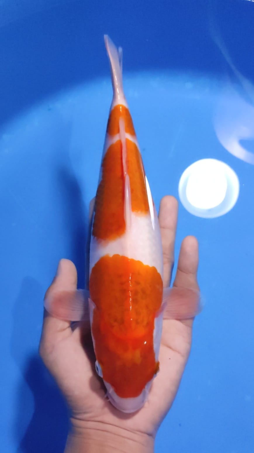 Lelang Koi Online, Jual Beli Ikan Koi, Pusat Jual Beli Koi, Info Lelang Koi Hari Ini, Platform Jual Beli Koi, Jual Beli Ikan Koi Online, Marketplace Ikan Koi, Jual Koi Terbaik, Tempat Beli Koi Berkualitas, Pasar Ikan Koi Online Terpercaya, Penjual Ikan Koi Terpercaya, Beli Koi Hias Online, Ikan Koi untuk Dijual, Koi Kualitas Terbaik, Toko Online Ikan Koi, Koi Hias Untuk Dijual, Jual Beli Ikan Koi Lokal, Koi Indonesia Online, Pusat Jual Beli Koi Terbesar