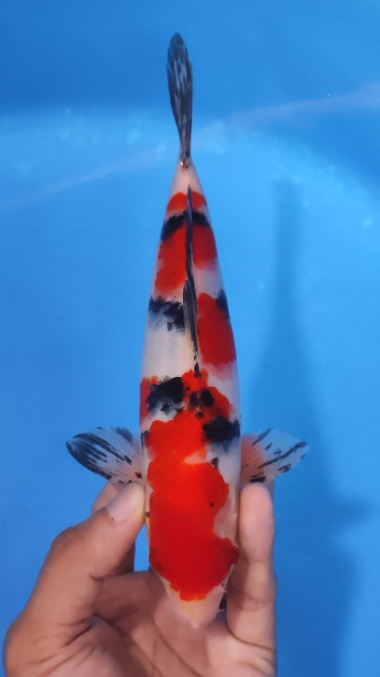 Lelang Koi Online, Jual Beli Ikan Koi, Pusat Jual Beli Koi, Info Lelang Koi Hari Ini, Platform Jual Beli Koi, Jual Beli Ikan Koi Online, Marketplace Ikan Koi, Jual Koi Terbaik, Tempat Beli Koi Berkualitas, Pasar Ikan Koi Online Terpercaya, Penjual Ikan Koi Terpercaya, Beli Koi Hias Online, Ikan Koi untuk Dijual, Koi Kualitas Terbaik, Toko Online Ikan Koi, Koi Hias Untuk Dijual, Jual Beli Ikan Koi Lokal, Koi Indonesia Online, Pusat Jual Beli Koi Terbesar