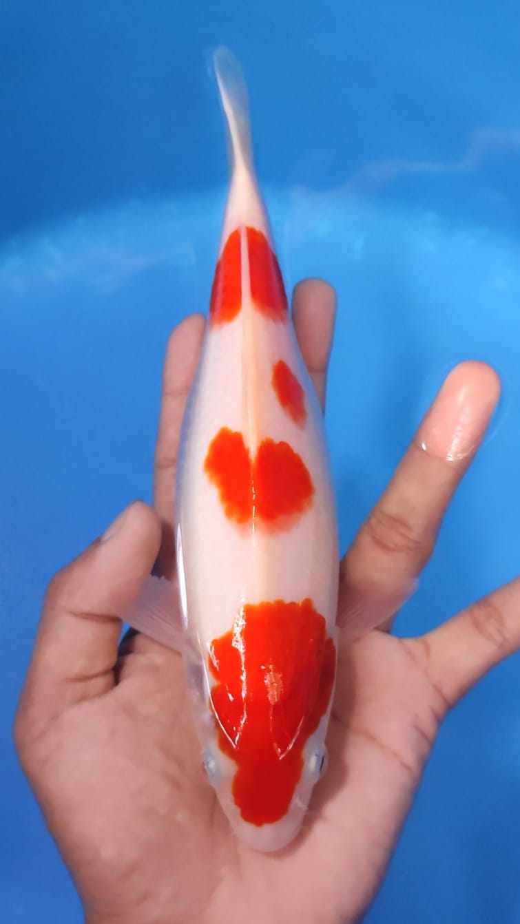 Lelang Koi Online, Jual Beli Ikan Koi, Pusat Jual Beli Koi, Info Lelang Koi Hari Ini, Platform Jual Beli Koi, Jual Beli Ikan Koi Online, Marketplace Ikan Koi, Jual Koi Terbaik, Tempat Beli Koi Berkualitas, Pasar Ikan Koi Online Terpercaya, Penjual Ikan Koi Terpercaya, Beli Koi Hias Online, Ikan Koi untuk Dijual, Koi Kualitas Terbaik, Toko Online Ikan Koi, Koi Hias Untuk Dijual, Jual Beli Ikan Koi Lokal, Koi Indonesia Online, Pusat Jual Beli Koi Terbesar