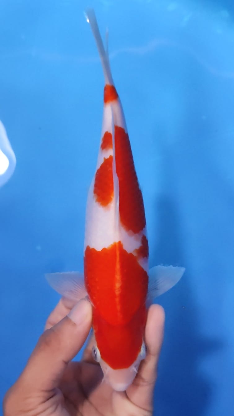 Lelang Koi Online, Jual Beli Ikan Koi, Pusat Jual Beli Koi, Info Lelang Koi Hari Ini, Platform Jual Beli Koi, Jual Beli Ikan Koi Online, Marketplace Ikan Koi, Jual Koi Terbaik, Tempat Beli Koi Berkualitas, Pasar Ikan Koi Online Terpercaya, Penjual Ikan Koi Terpercaya, Beli Koi Hias Online, Ikan Koi untuk Dijual, Koi Kualitas Terbaik, Toko Online Ikan Koi, Koi Hias Untuk Dijual, Jual Beli Ikan Koi Lokal, Koi Indonesia Online, Pusat Jual Beli Koi Terbesar