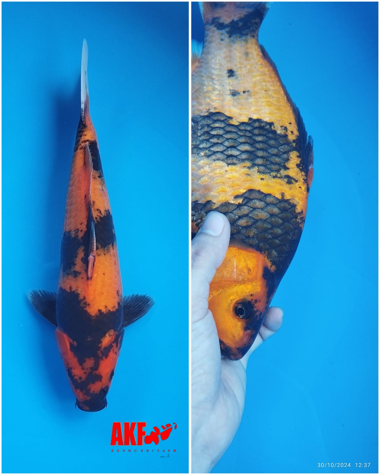 Lelang Koi Online, Jual Beli Ikan Koi, Pusat Jual Beli Koi, Info Lelang Koi Hari Ini, Platform Jual Beli Koi, Jual Beli Ikan Koi Online, Marketplace Ikan Koi, Jual Koi Terbaik, Tempat Beli Koi Berkualitas, Pasar Ikan Koi Online Terpercaya, Penjual Ikan Koi Terpercaya, Beli Koi Hias Online, Ikan Koi untuk Dijual, Koi Kualitas Terbaik, Toko Online Ikan Koi, Koi Hias Untuk Dijual, Jual Beli Ikan Koi Lokal, Koi Indonesia Online, Pusat Jual Beli Koi Terbesar