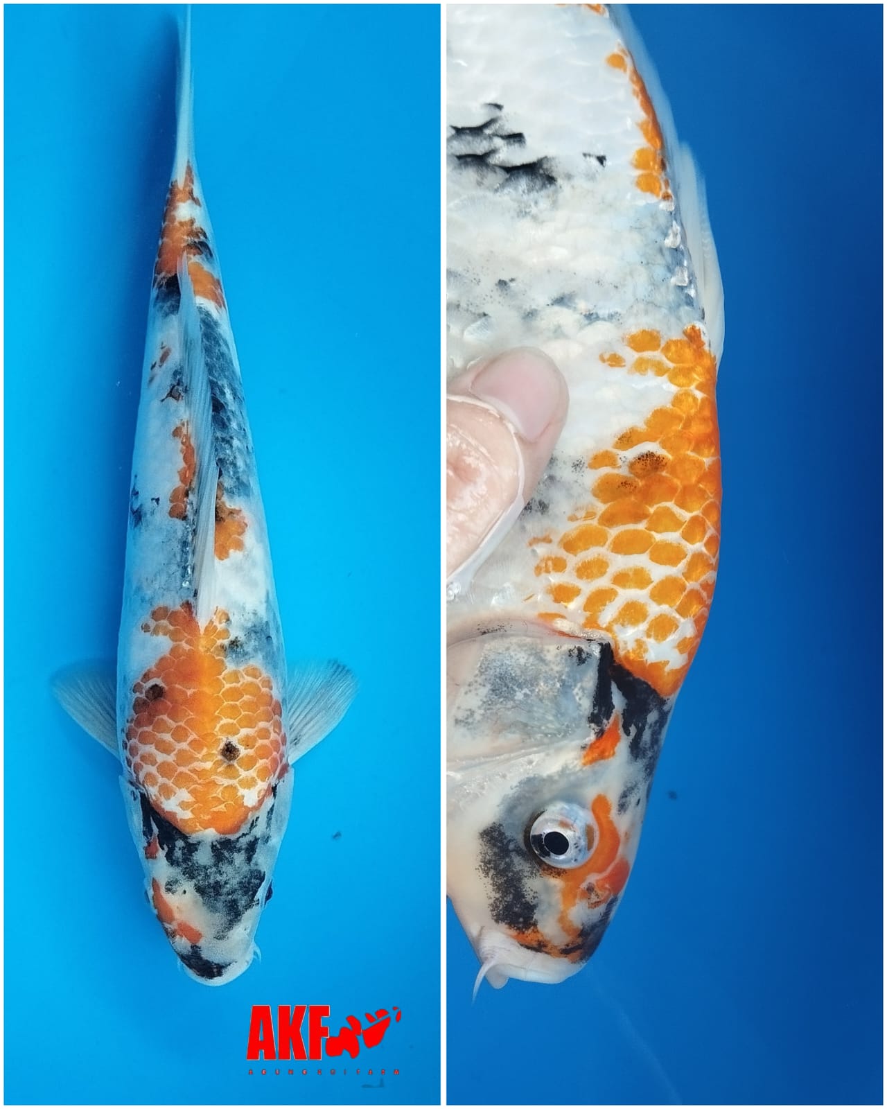 Lelang Koi Online, Jual Beli Ikan Koi, Pusat Jual Beli Koi, Info Lelang Koi Hari Ini, Platform Jual Beli Koi, Jual Beli Ikan Koi Online, Marketplace Ikan Koi, Jual Koi Terbaik, Tempat Beli Koi Berkualitas, Pasar Ikan Koi Online Terpercaya, Penjual Ikan Koi Terpercaya, Beli Koi Hias Online, Ikan Koi untuk Dijual, Koi Kualitas Terbaik, Toko Online Ikan Koi, Koi Hias Untuk Dijual, Jual Beli Ikan Koi Lokal, Koi Indonesia Online, Pusat Jual Beli Koi Terbesar