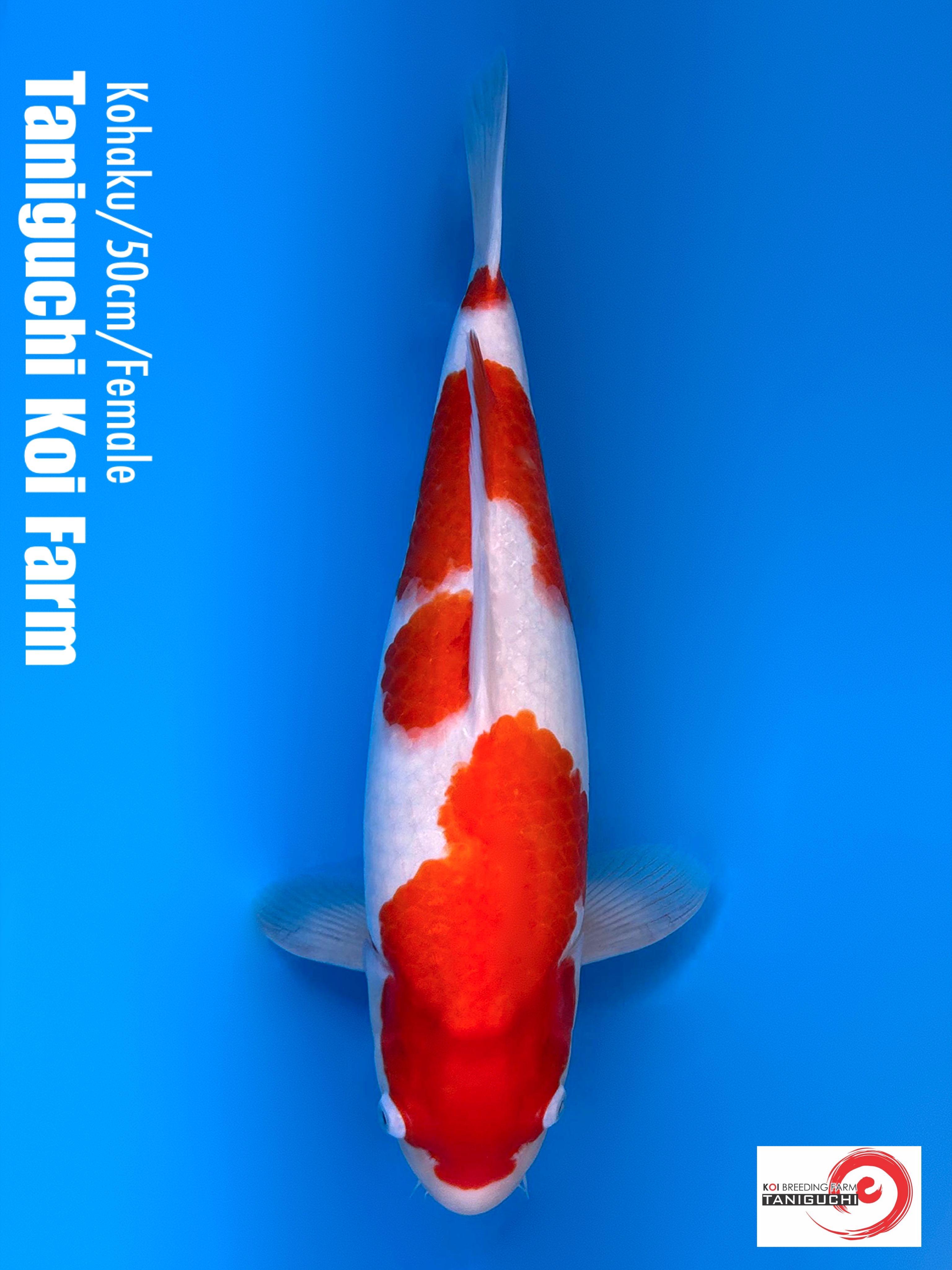 KOHAKU TANIGUCHI 50cm