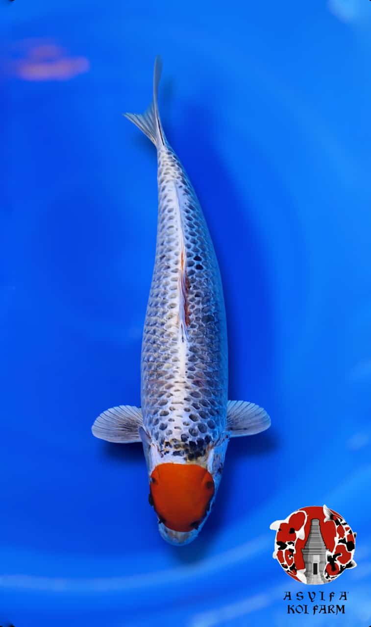 TC KUJAKU JUMBO FEMALE CUTING PIPI KIRI 50cm