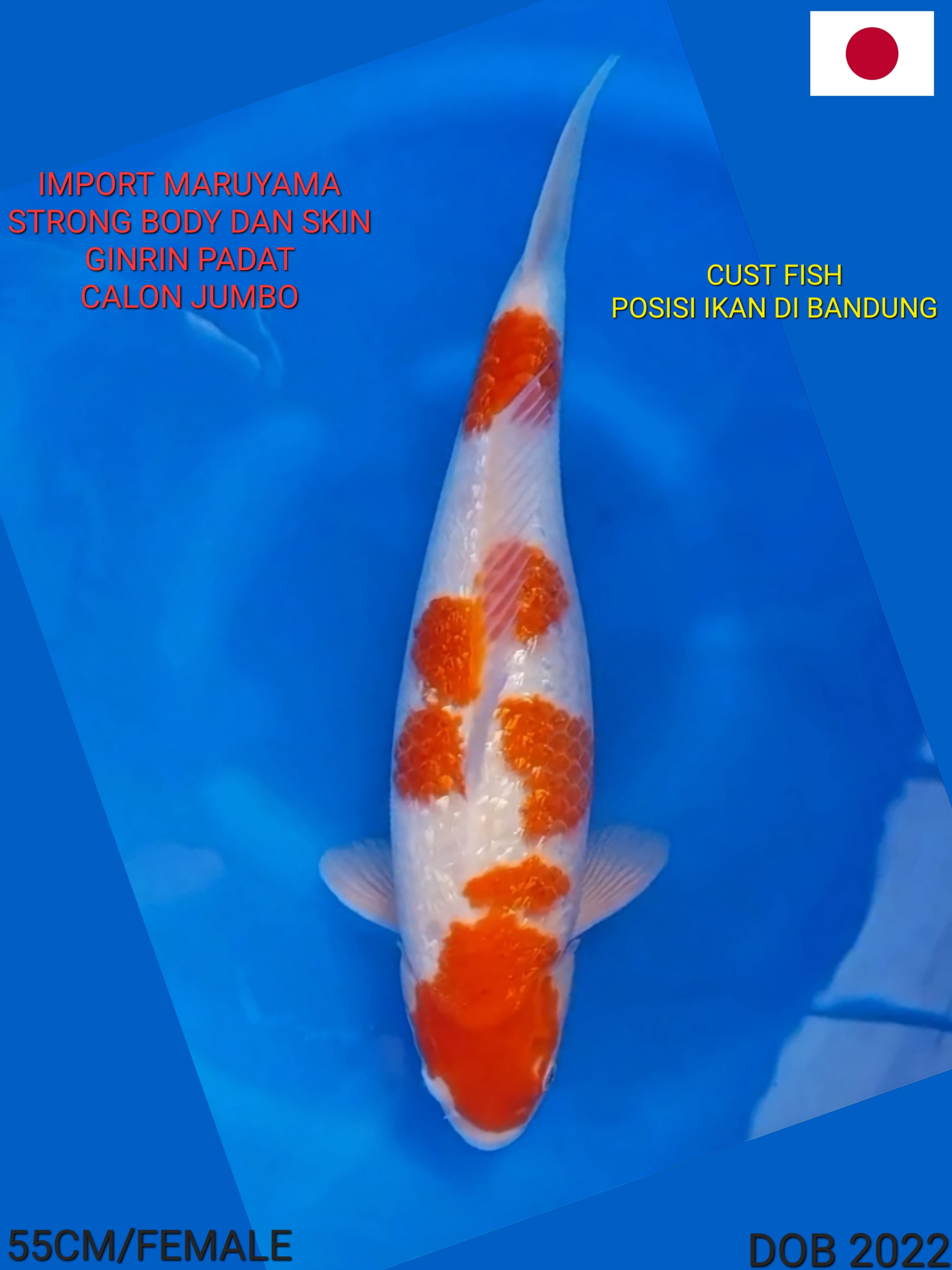 Lelang Koi Online, Jual Beli Ikan Koi, Pusat Jual Beli Koi, Info Lelang Koi Hari Ini, Platform Jual Beli Koi, Jual Beli Ikan Koi Online, Marketplace Ikan Koi, Jual Koi Terbaik, Tempat Beli Koi Berkualitas, Pasar Ikan Koi Online Terpercaya, Penjual Ikan Koi Terpercaya, Beli Koi Hias Online, Ikan Koi untuk Dijual, Koi Kualitas Terbaik, Toko Online Ikan Koi, Koi Hias Untuk Dijual, Jual Beli Ikan Koi Lokal, Koi Indonesia Online, Pusat Jual Beli Koi Terbesar