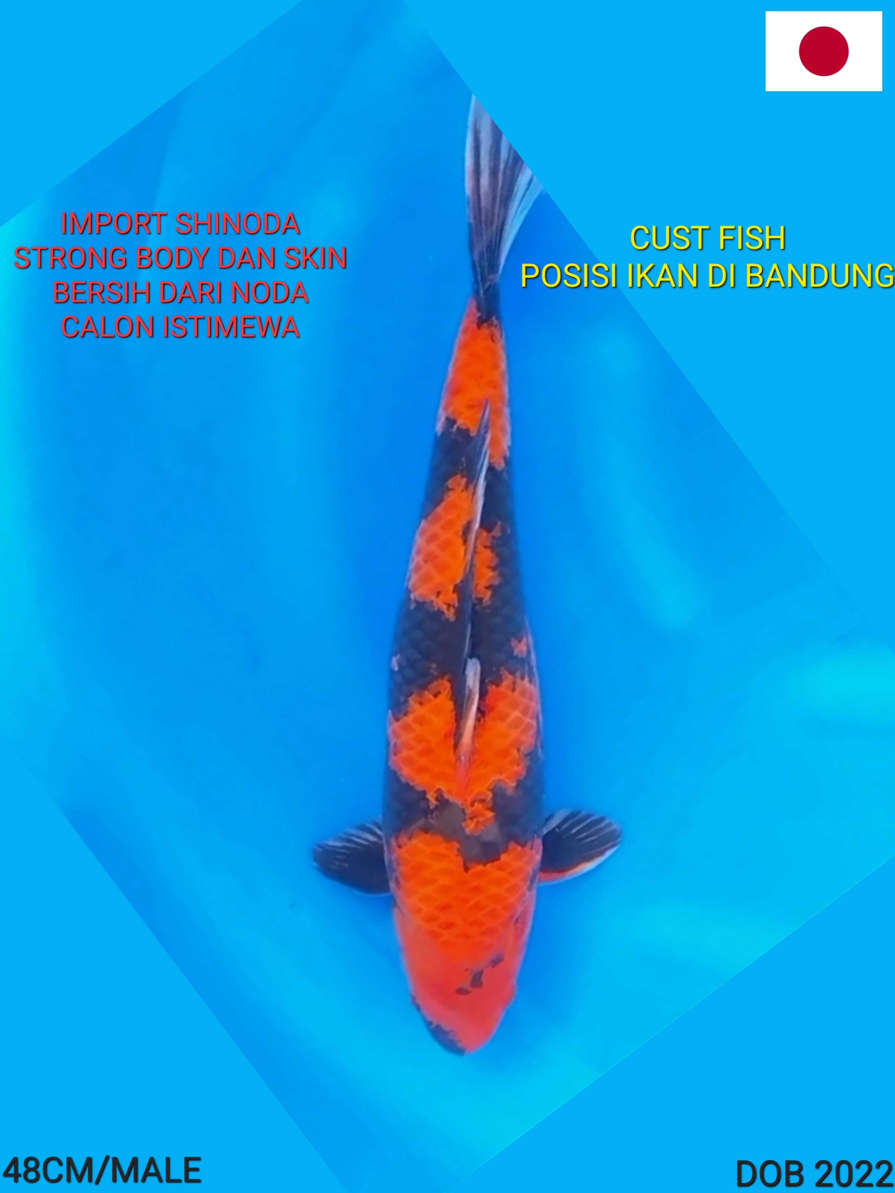 Lelang Koi Online, Jual Beli Ikan Koi, Pusat Jual Beli Koi, Info Lelang Koi Hari Ini, Platform Jual Beli Koi, Jual Beli Ikan Koi Online, Marketplace Ikan Koi, Jual Koi Terbaik, Tempat Beli Koi Berkualitas, Pasar Ikan Koi Online Terpercaya, Penjual Ikan Koi Terpercaya, Beli Koi Hias Online, Ikan Koi untuk Dijual, Koi Kualitas Terbaik, Toko Online Ikan Koi, Koi Hias Untuk Dijual, Jual Beli Ikan Koi Lokal, Koi Indonesia Online, Pusat Jual Beli Koi Terbesar
