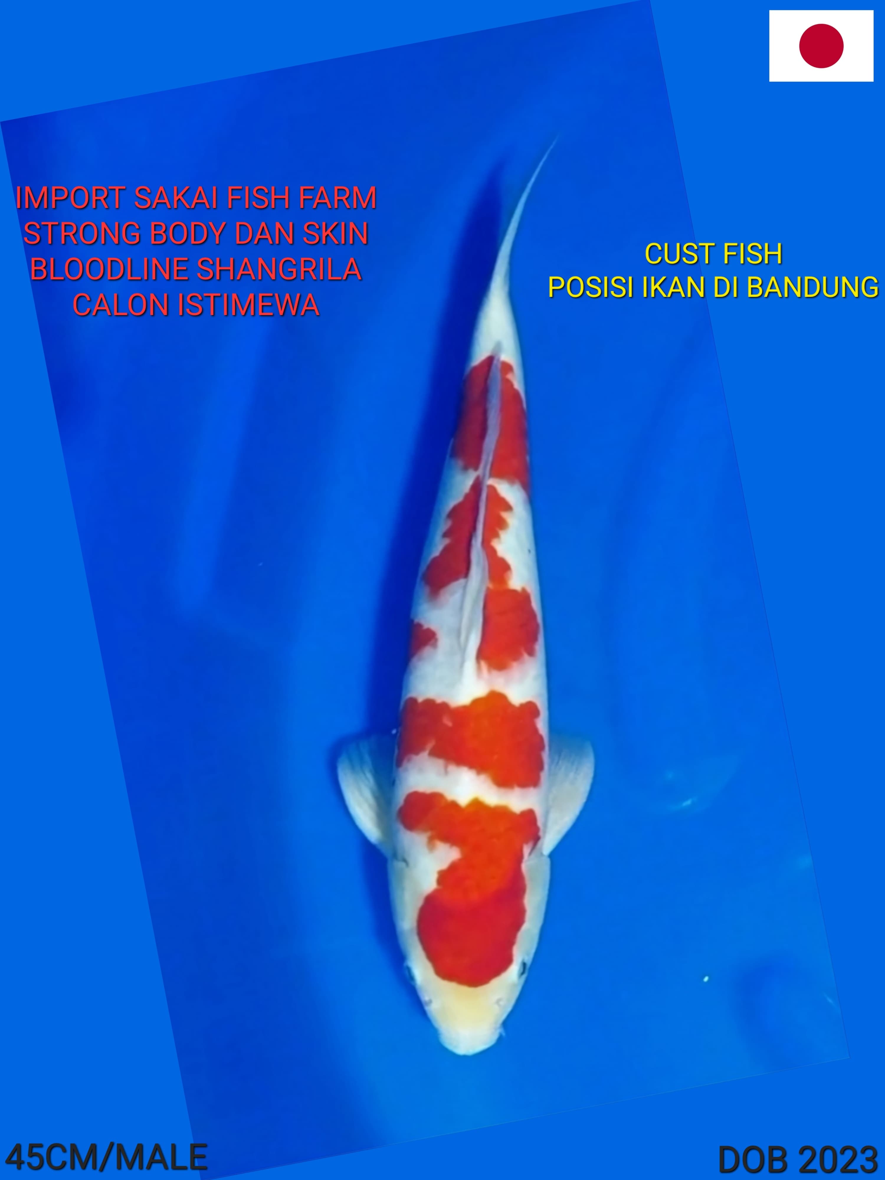 Lelang Koi Online, Jual Beli Ikan Koi, Pusat Jual Beli Koi, Info Lelang Koi Hari Ini, Platform Jual Beli Koi, Jual Beli Ikan Koi Online, Marketplace Ikan Koi, Jual Koi Terbaik, Tempat Beli Koi Berkualitas, Pasar Ikan Koi Online Terpercaya, Penjual Ikan Koi Terpercaya, Beli Koi Hias Online, Ikan Koi untuk Dijual, Koi Kualitas Terbaik, Toko Online Ikan Koi, Koi Hias Untuk Dijual, Jual Beli Ikan Koi Lokal, Koi Indonesia Online, Pusat Jual Beli Koi Terbesar