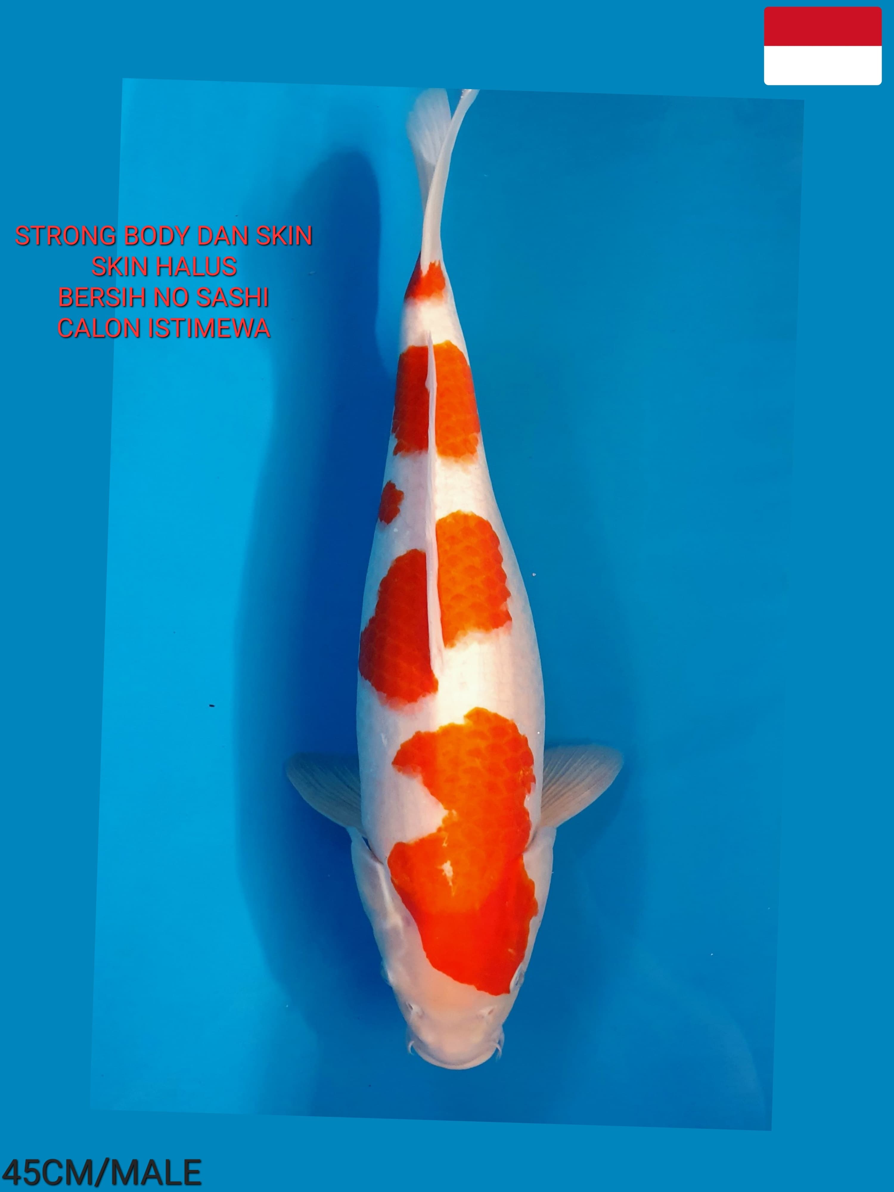 Lelang Koi Online, Jual Beli Ikan Koi, Pusat Jual Beli Koi, Info Lelang Koi Hari Ini, Platform Jual Beli Koi, Jual Beli Ikan Koi Online, Marketplace Ikan Koi, Jual Koi Terbaik, Tempat Beli Koi Berkualitas, Pasar Ikan Koi Online Terpercaya, Penjual Ikan Koi Terpercaya, Beli Koi Hias Online, Ikan Koi untuk Dijual, Koi Kualitas Terbaik, Toko Online Ikan Koi, Koi Hias Untuk Dijual, Jual Beli Ikan Koi Lokal, Koi Indonesia Online, Pusat Jual Beli Koi Terbesar