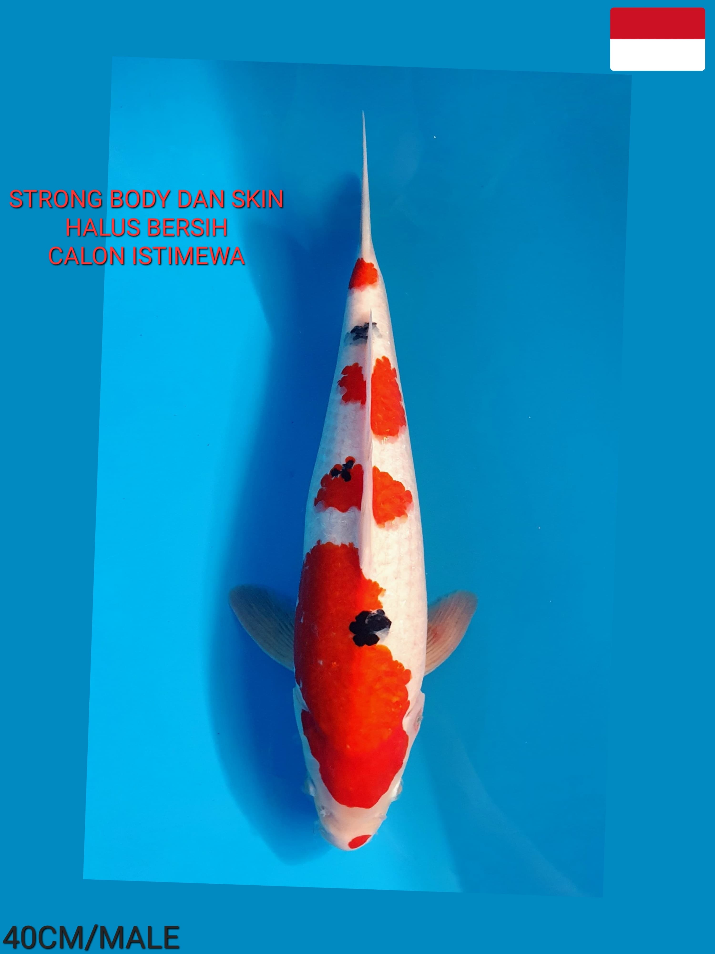 Lelang Koi Online, Jual Beli Ikan Koi, Pusat Jual Beli Koi, Info Lelang Koi Hari Ini, Platform Jual Beli Koi, Jual Beli Ikan Koi Online, Marketplace Ikan Koi, Jual Koi Terbaik, Tempat Beli Koi Berkualitas, Pasar Ikan Koi Online Terpercaya, Penjual Ikan Koi Terpercaya, Beli Koi Hias Online, Ikan Koi untuk Dijual, Koi Kualitas Terbaik, Toko Online Ikan Koi, Koi Hias Untuk Dijual, Jual Beli Ikan Koi Lokal, Koi Indonesia Online, Pusat Jual Beli Koi Terbesar