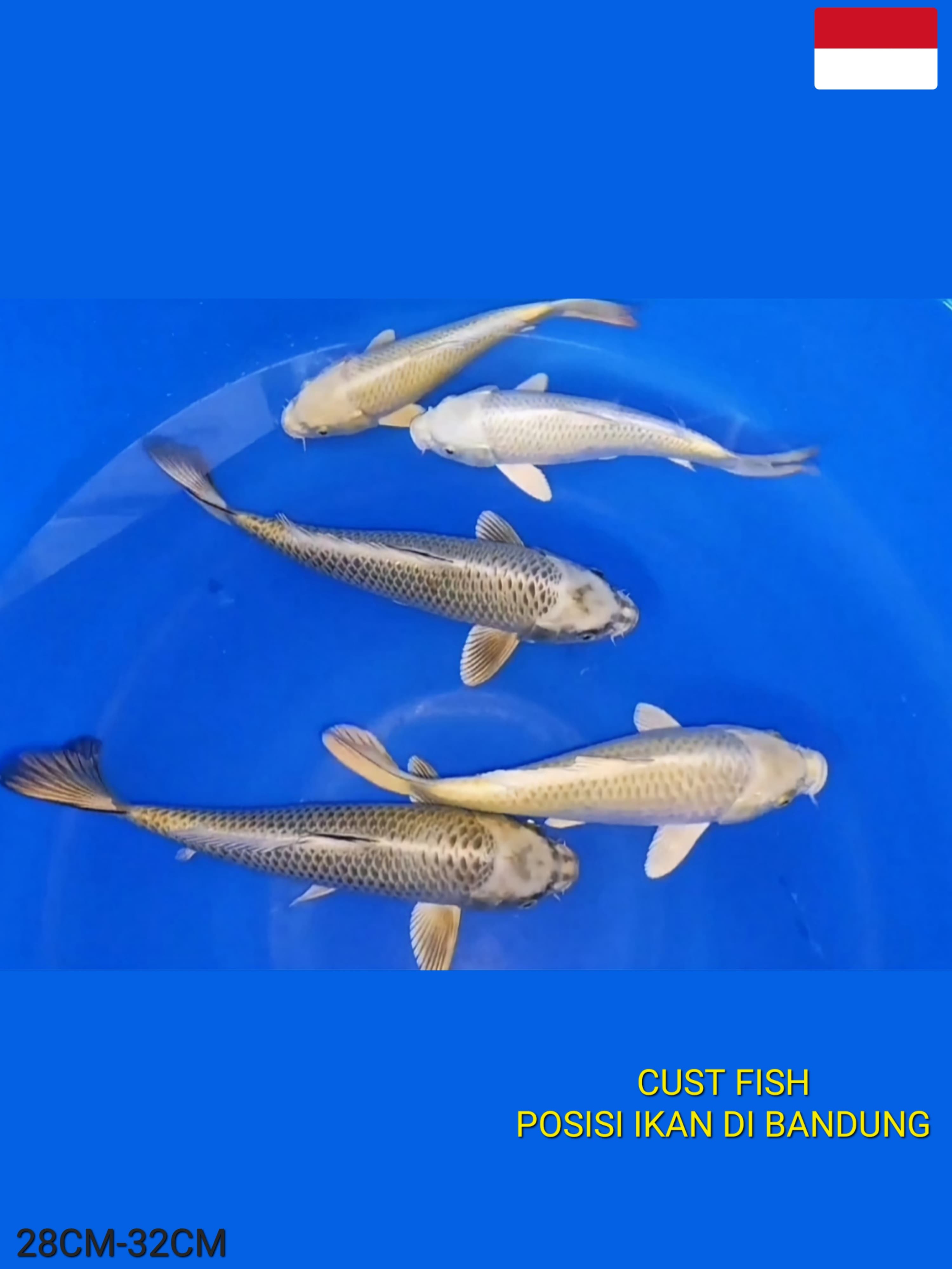 Lelang Koi Online, Jual Beli Ikan Koi, Pusat Jual Beli Koi, Info Lelang Koi Hari Ini, Platform Jual Beli Koi, Jual Beli Ikan Koi Online, Marketplace Ikan Koi, Jual Koi Terbaik, Tempat Beli Koi Berkualitas, Pasar Ikan Koi Online Terpercaya, Penjual Ikan Koi Terpercaya, Beli Koi Hias Online, Ikan Koi untuk Dijual, Koi Kualitas Terbaik, Toko Online Ikan Koi, Koi Hias Untuk Dijual, Jual Beli Ikan Koi Lokal, Koi Indonesia Online, Pusat Jual Beli Koi Terbesar