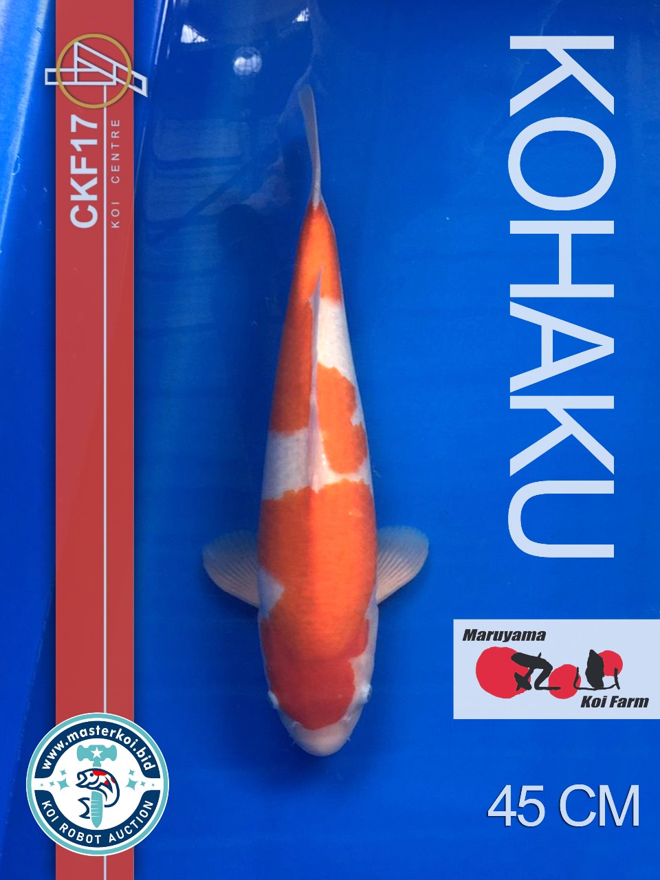 Lelang Koi Online, Jual Beli Ikan Koi, Pusat Jual Beli Koi, Info Lelang Koi Hari Ini, Platform Jual Beli Koi, Jual Beli Ikan Koi Online, Marketplace Ikan Koi, Jual Koi Terbaik, Tempat Beli Koi Berkualitas, Pasar Ikan Koi Online Terpercaya, Penjual Ikan Koi Terpercaya, Beli Koi Hias Online, Ikan Koi untuk Dijual, Koi Kualitas Terbaik, Toko Online Ikan Koi, Koi Hias Untuk Dijual, Jual Beli Ikan Koi Lokal, Koi Indonesia Online, Pusat Jual Beli Koi Terbesar