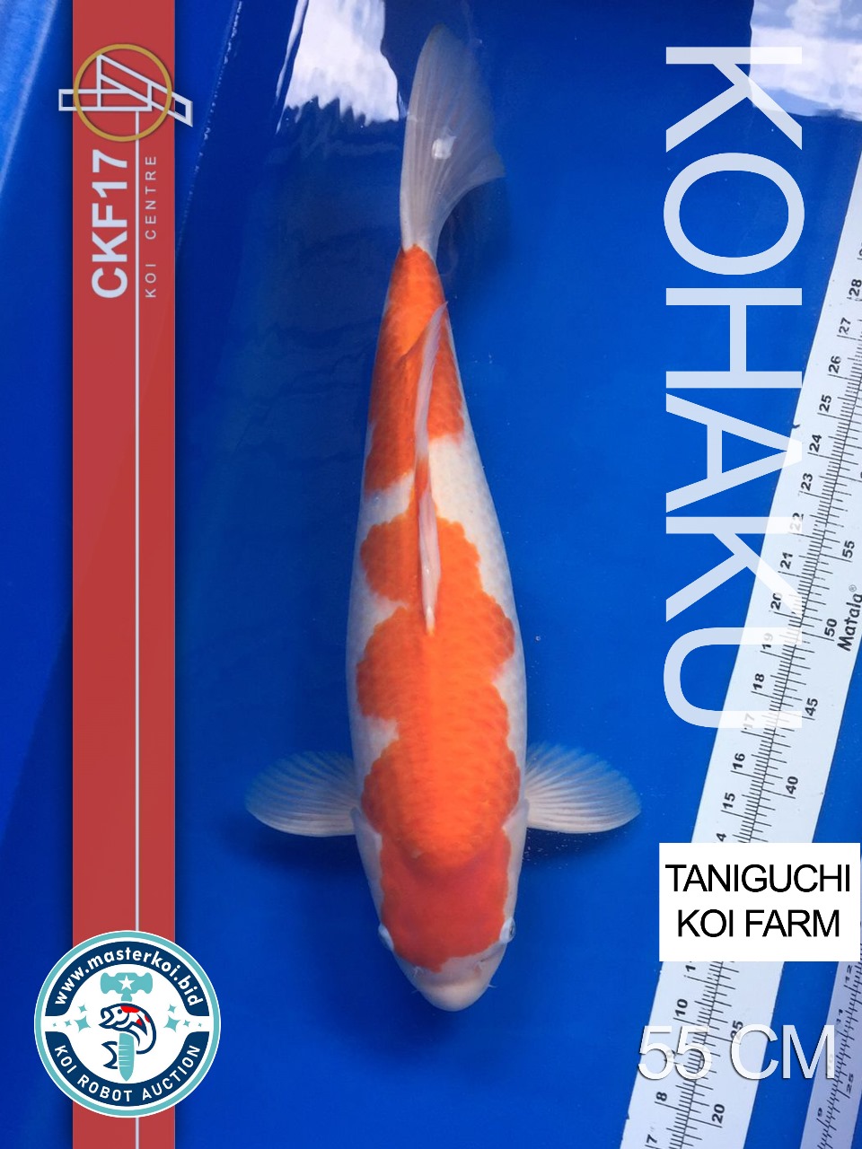 Lelang Koi Online, Jual Beli Ikan Koi, Pusat Jual Beli Koi, Info Lelang Koi Hari Ini, Platform Jual Beli Koi, Jual Beli Ikan Koi Online, Marketplace Ikan Koi, Jual Koi Terbaik, Tempat Beli Koi Berkualitas, Pasar Ikan Koi Online Terpercaya, Penjual Ikan Koi Terpercaya, Beli Koi Hias Online, Ikan Koi untuk Dijual, Koi Kualitas Terbaik, Toko Online Ikan Koi, Koi Hias Untuk Dijual, Jual Beli Ikan Koi Lokal, Koi Indonesia Online, Pusat Jual Beli Koi Terbesar