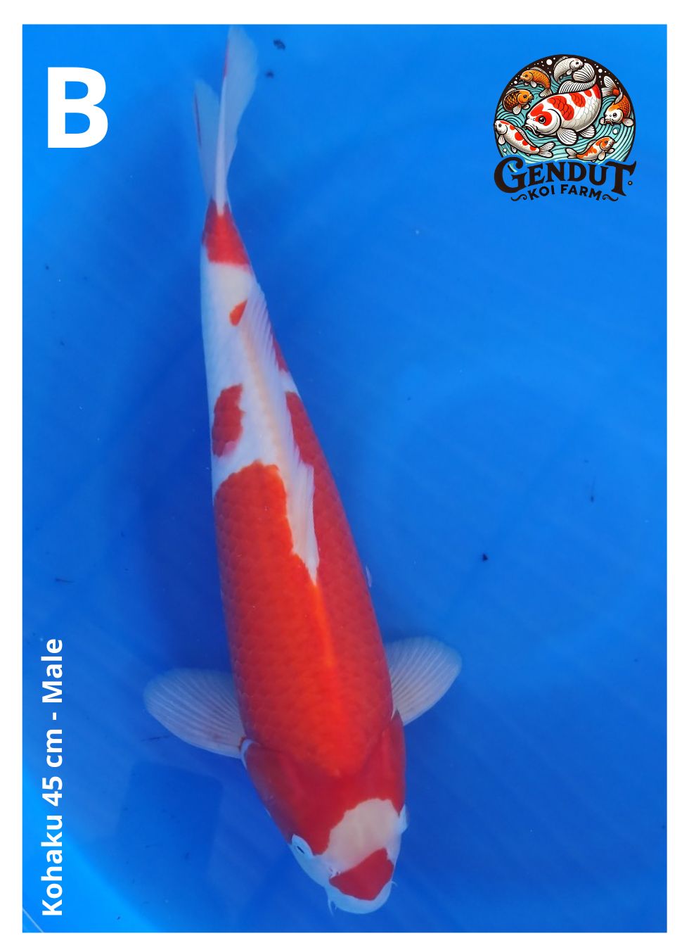 Lelang Koi Online, Jual Beli Ikan Koi, Pusat Jual Beli Koi, Info Lelang Koi Hari Ini, Platform Jual Beli Koi, Jual Beli Ikan Koi Online, Marketplace Ikan Koi, Jual Koi Terbaik, Tempat Beli Koi Berkualitas, Pasar Ikan Koi Online Terpercaya, Penjual Ikan Koi Terpercaya, Beli Koi Hias Online, Ikan Koi untuk Dijual, Koi Kualitas Terbaik, Toko Online Ikan Koi, Koi Hias Untuk Dijual, Jual Beli Ikan Koi Lokal, Koi Indonesia Online, Pusat Jual Beli Koi Terbesar
