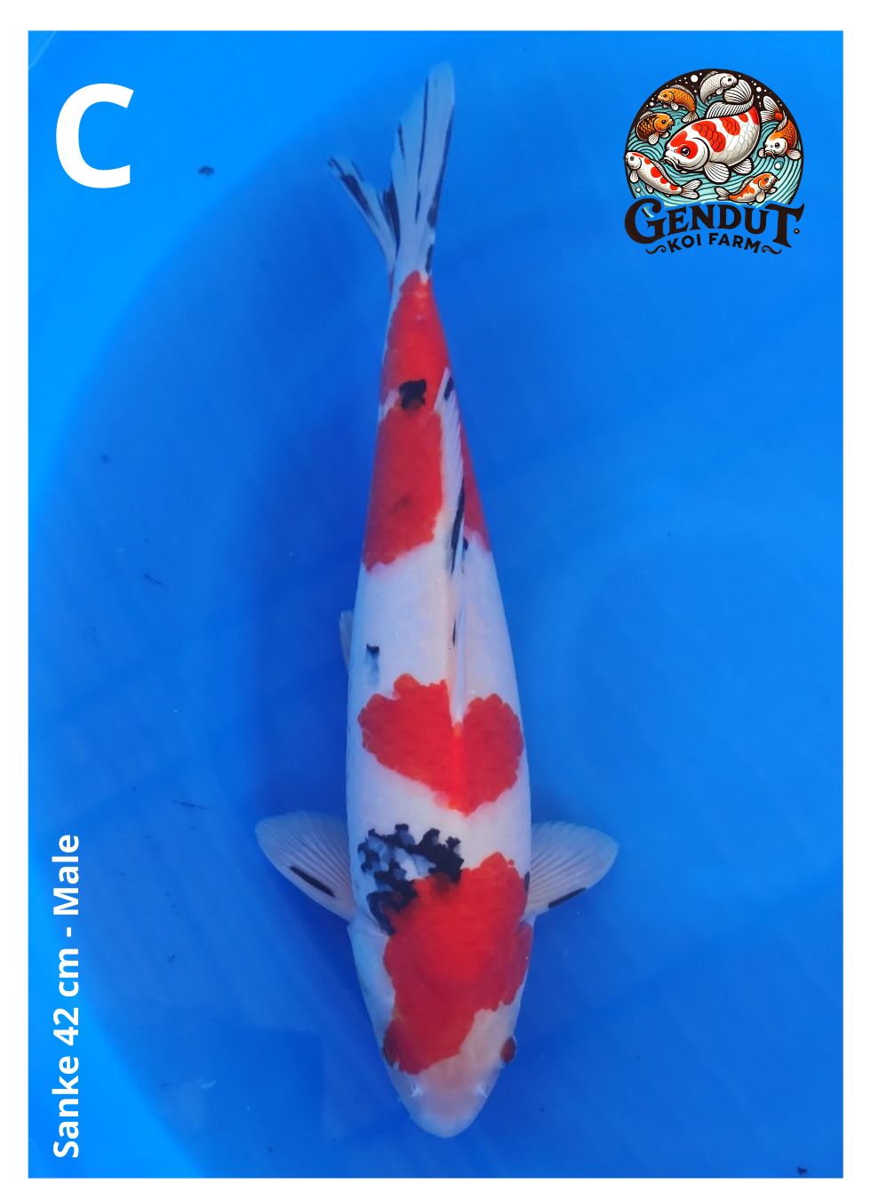 Lelang Koi Online, Jual Beli Ikan Koi, Pusat Jual Beli Koi, Info Lelang Koi Hari Ini, Platform Jual Beli Koi, Jual Beli Ikan Koi Online, Marketplace Ikan Koi, Jual Koi Terbaik, Tempat Beli Koi Berkualitas, Pasar Ikan Koi Online Terpercaya, Penjual Ikan Koi Terpercaya, Beli Koi Hias Online, Ikan Koi untuk Dijual, Koi Kualitas Terbaik, Toko Online Ikan Koi, Koi Hias Untuk Dijual, Jual Beli Ikan Koi Lokal, Koi Indonesia Online, Pusat Jual Beli Koi Terbesar