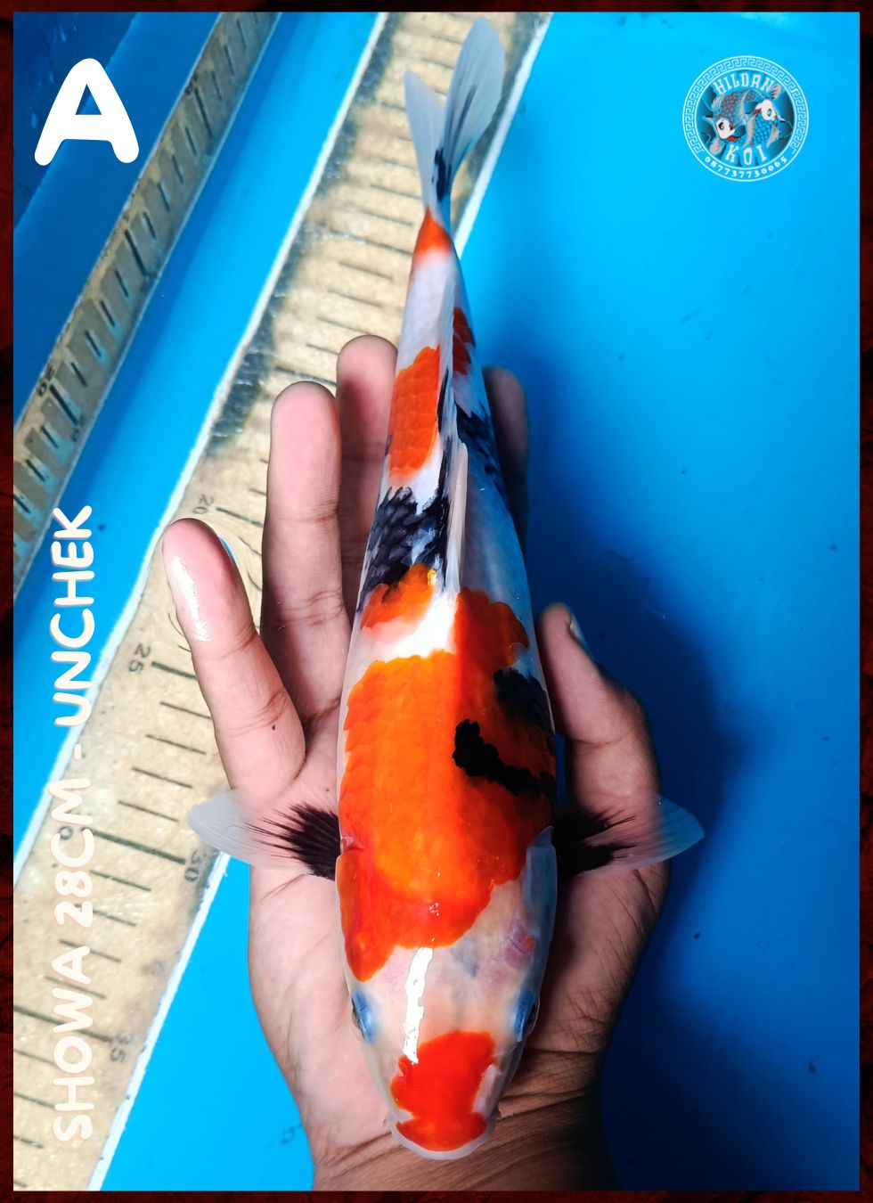 Lelang Koi Online, Jual Beli Ikan Koi, Pusat Jual Beli Koi, Info Lelang Koi Hari Ini, Platform Jual Beli Koi, Jual Beli Ikan Koi Online, Marketplace Ikan Koi, Jual Koi Terbaik, Tempat Beli Koi Berkualitas, Pasar Ikan Koi Online Terpercaya, Penjual Ikan Koi Terpercaya, Beli Koi Hias Online, Ikan Koi untuk Dijual, Koi Kualitas Terbaik, Toko Online Ikan Koi, Koi Hias Untuk Dijual, Jual Beli Ikan Koi Lokal, Koi Indonesia Online, Pusat Jual Beli Koi Terbesar
