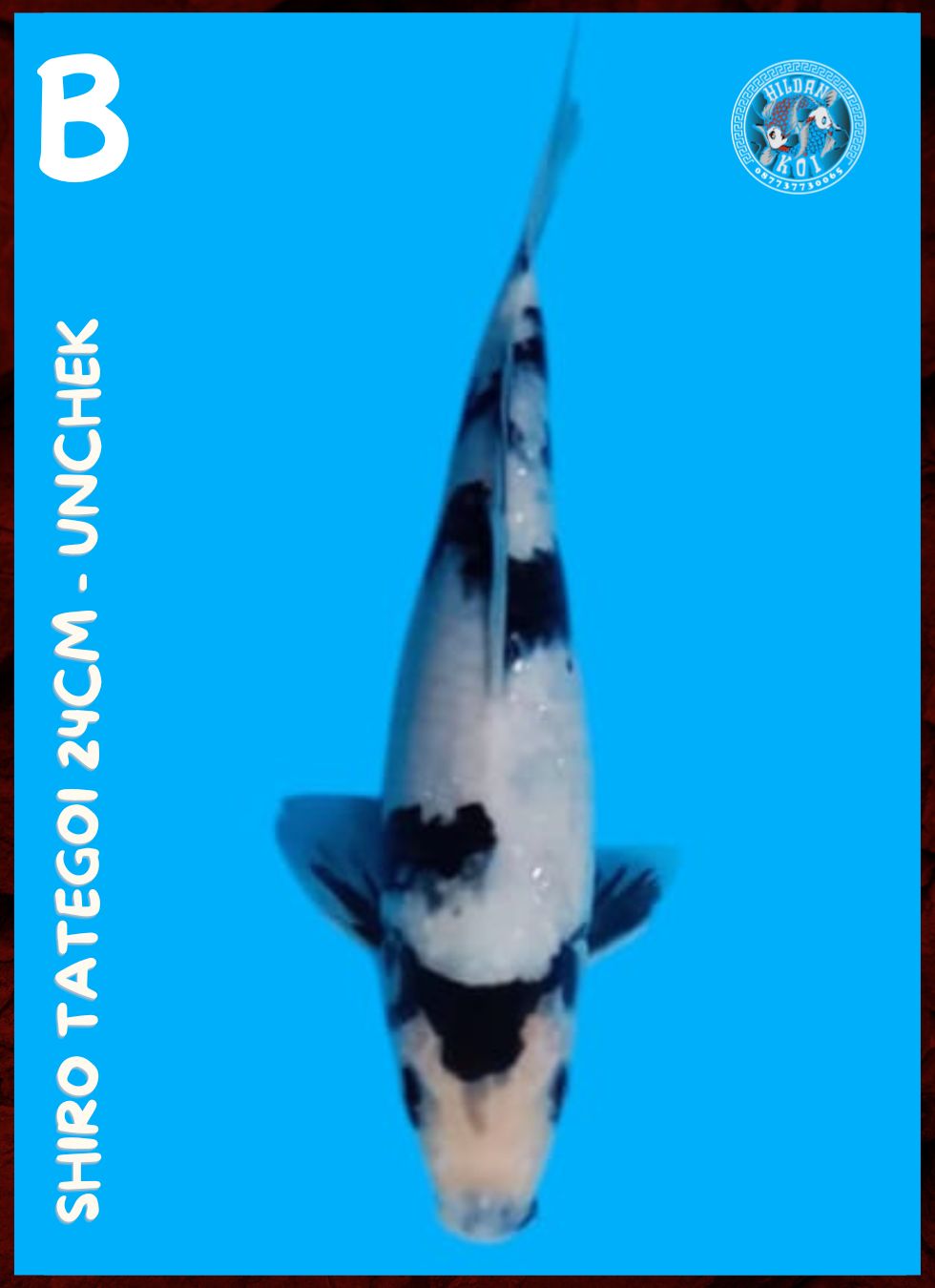 Lelang Koi Online, Jual Beli Ikan Koi, Pusat Jual Beli Koi, Info Lelang Koi Hari Ini, Platform Jual Beli Koi, Jual Beli Ikan Koi Online, Marketplace Ikan Koi, Jual Koi Terbaik, Tempat Beli Koi Berkualitas, Pasar Ikan Koi Online Terpercaya, Penjual Ikan Koi Terpercaya, Beli Koi Hias Online, Ikan Koi untuk Dijual, Koi Kualitas Terbaik, Toko Online Ikan Koi, Koi Hias Untuk Dijual, Jual Beli Ikan Koi Lokal, Koi Indonesia Online, Pusat Jual Beli Koi Terbesar
