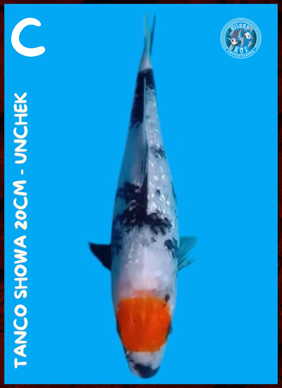 Lelang Koi Online, Jual Beli Ikan Koi, Pusat Jual Beli Koi, Info Lelang Koi Hari Ini, Platform Jual Beli Koi, Jual Beli Ikan Koi Online, Marketplace Ikan Koi, Jual Koi Terbaik, Tempat Beli Koi Berkualitas, Pasar Ikan Koi Online Terpercaya, Penjual Ikan Koi Terpercaya, Beli Koi Hias Online, Ikan Koi untuk Dijual, Koi Kualitas Terbaik, Toko Online Ikan Koi, Koi Hias Untuk Dijual, Jual Beli Ikan Koi Lokal, Koi Indonesia Online, Pusat Jual Beli Koi Terbesar