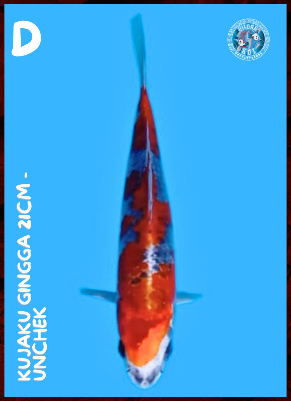 Lelang Koi Online, Jual Beli Ikan Koi, Pusat Jual Beli Koi, Info Lelang Koi Hari Ini, Platform Jual Beli Koi, Jual Beli Ikan Koi Online, Marketplace Ikan Koi, Jual Koi Terbaik, Tempat Beli Koi Berkualitas, Pasar Ikan Koi Online Terpercaya, Penjual Ikan Koi Terpercaya, Beli Koi Hias Online, Ikan Koi untuk Dijual, Koi Kualitas Terbaik, Toko Online Ikan Koi, Koi Hias Untuk Dijual, Jual Beli Ikan Koi Lokal, Koi Indonesia Online, Pusat Jual Beli Koi Terbesar