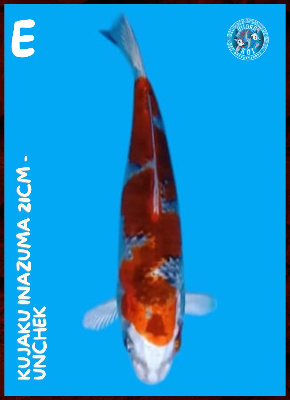 Lelang Koi Online, Jual Beli Ikan Koi, Pusat Jual Beli Koi, Info Lelang Koi Hari Ini, Platform Jual Beli Koi, Jual Beli Ikan Koi Online, Marketplace Ikan Koi, Jual Koi Terbaik, Tempat Beli Koi Berkualitas, Pasar Ikan Koi Online Terpercaya, Penjual Ikan Koi Terpercaya, Beli Koi Hias Online, Ikan Koi untuk Dijual, Koi Kualitas Terbaik, Toko Online Ikan Koi, Koi Hias Untuk Dijual, Jual Beli Ikan Koi Lokal, Koi Indonesia Online, Pusat Jual Beli Koi Terbesar