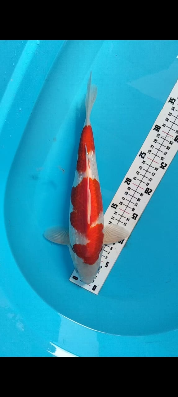 Ikan Koi KOHAKU GINDRIN AKF POSISI IKAN DI ALVREDO KOI 35cm, lelang koi KOHAKU GINDRIN AKF POSISI IKAN DI ALVREDO KOI 35cm, jual koi KOHAKU GINDRIN AKF POSISI IKAN DI ALVREDO KOI 35cm, beli koi KOHAKU GINDRIN AKF POSISI IKAN DI ALVREDO KOI 35cm, Lelang Koi Online, Jual Beli Ikan Koi, Pusat Jual Beli Koi, Info Lelang Koi Hari Ini, Platform Jual Beli Koi, Jual Beli Ikan Koi Online, Marketplace Ikan Koi, Jual Koi Terbaik, Tempat Beli Koi Berkualitas, Pasar Ikan Koi Online Terpercaya, Penjual Ikan Koi Terpercaya, Beli Koi Hias Online, Ikan Koi untuk Dijual, Koi Kualitas Terbaik, Toko Online Ikan Koi, Koi Hias Untuk Dijual, Jual Beli Ikan Koi Lokal, Koi Indonesia Online, Pusat Jual Beli Koi Terbesar