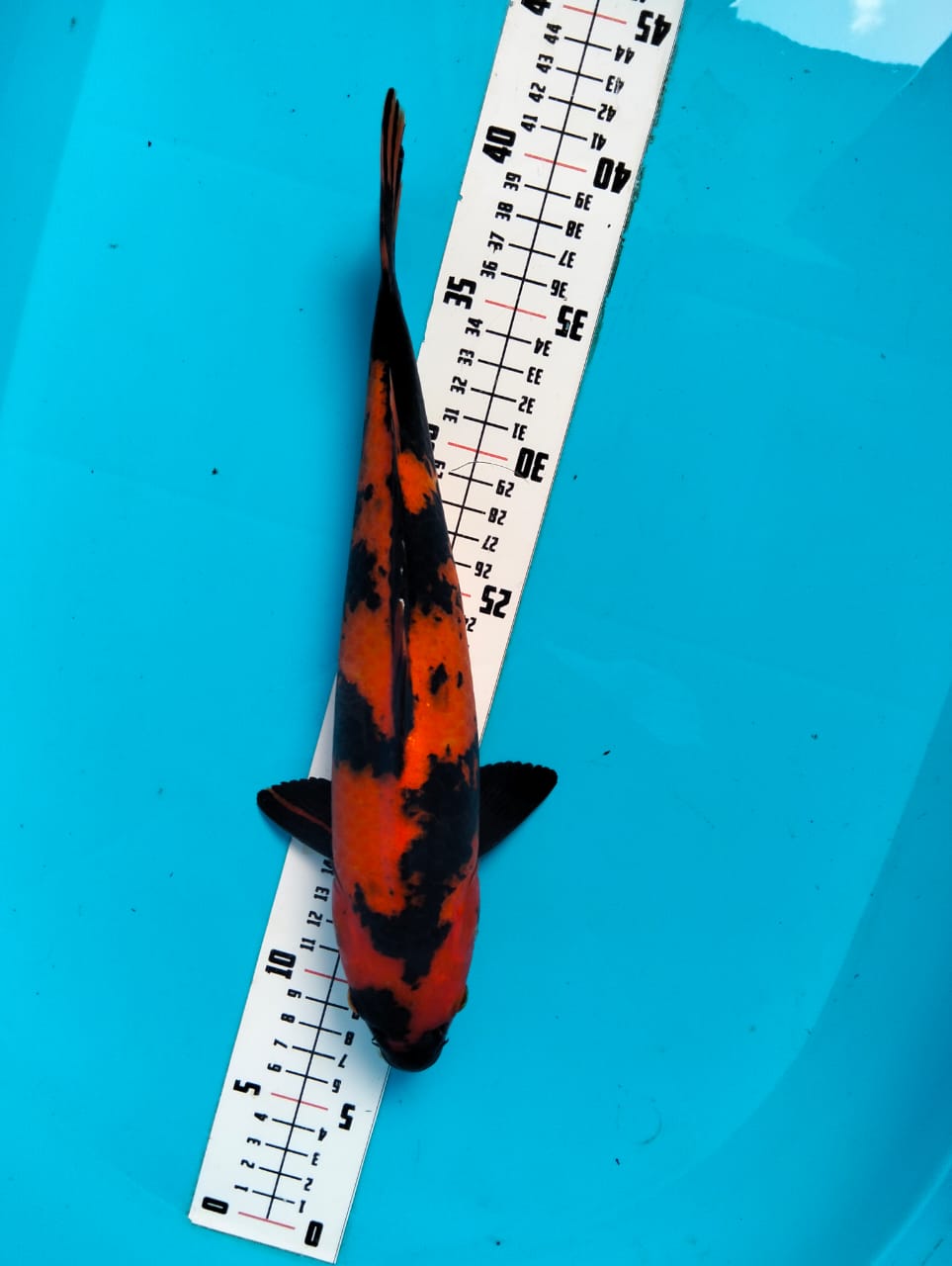 Ikan Koi HI UTSURI SQ POSISI IKAN DI ALVREDO KOI 32cm, lelang koi HI UTSURI SQ POSISI IKAN DI ALVREDO KOI 32cm, jual koi HI UTSURI SQ POSISI IKAN DI ALVREDO KOI 32cm, beli koi HI UTSURI SQ POSISI IKAN DI ALVREDO KOI 32cm, Lelang Koi Online, Jual Beli Ikan Koi, Pusat Jual Beli Koi, Info Lelang Koi Hari Ini, Platform Jual Beli Koi, Jual Beli Ikan Koi Online, Marketplace Ikan Koi, Jual Koi Terbaik, Tempat Beli Koi Berkualitas, Pasar Ikan Koi Online Terpercaya, Penjual Ikan Koi Terpercaya, Beli Koi Hias Online, Ikan Koi untuk Dijual, Koi Kualitas Terbaik, Toko Online Ikan Koi, Koi Hias Untuk Dijual, Jual Beli Ikan Koi Lokal, Koi Indonesia Online, Pusat Jual Beli Koi Terbesar