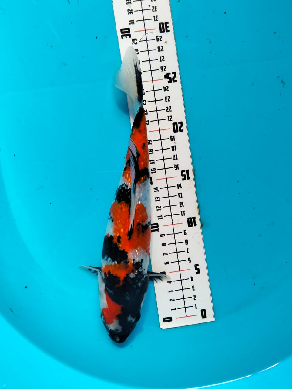 Ikan Koi SHOWA GINDRIN SQ POSISI IKAN DI ALVREDO KOI 28cm, lelang koi SHOWA GINDRIN SQ POSISI IKAN DI ALVREDO KOI 28cm, jual koi SHOWA GINDRIN SQ POSISI IKAN DI ALVREDO KOI 28cm, beli koi SHOWA GINDRIN SQ POSISI IKAN DI ALVREDO KOI 28cm, Lelang Koi Online, Jual Beli Ikan Koi, Pusat Jual Beli Koi, Info Lelang Koi Hari Ini, Platform Jual Beli Koi, Jual Beli Ikan Koi Online, Marketplace Ikan Koi, Jual Koi Terbaik, Tempat Beli Koi Berkualitas, Pasar Ikan Koi Online Terpercaya, Penjual Ikan Koi Terpercaya, Beli Koi Hias Online, Ikan Koi untuk Dijual, Koi Kualitas Terbaik, Toko Online Ikan Koi, Koi Hias Untuk Dijual, Jual Beli Ikan Koi Lokal, Koi Indonesia Online, Pusat Jual Beli Koi Terbesar