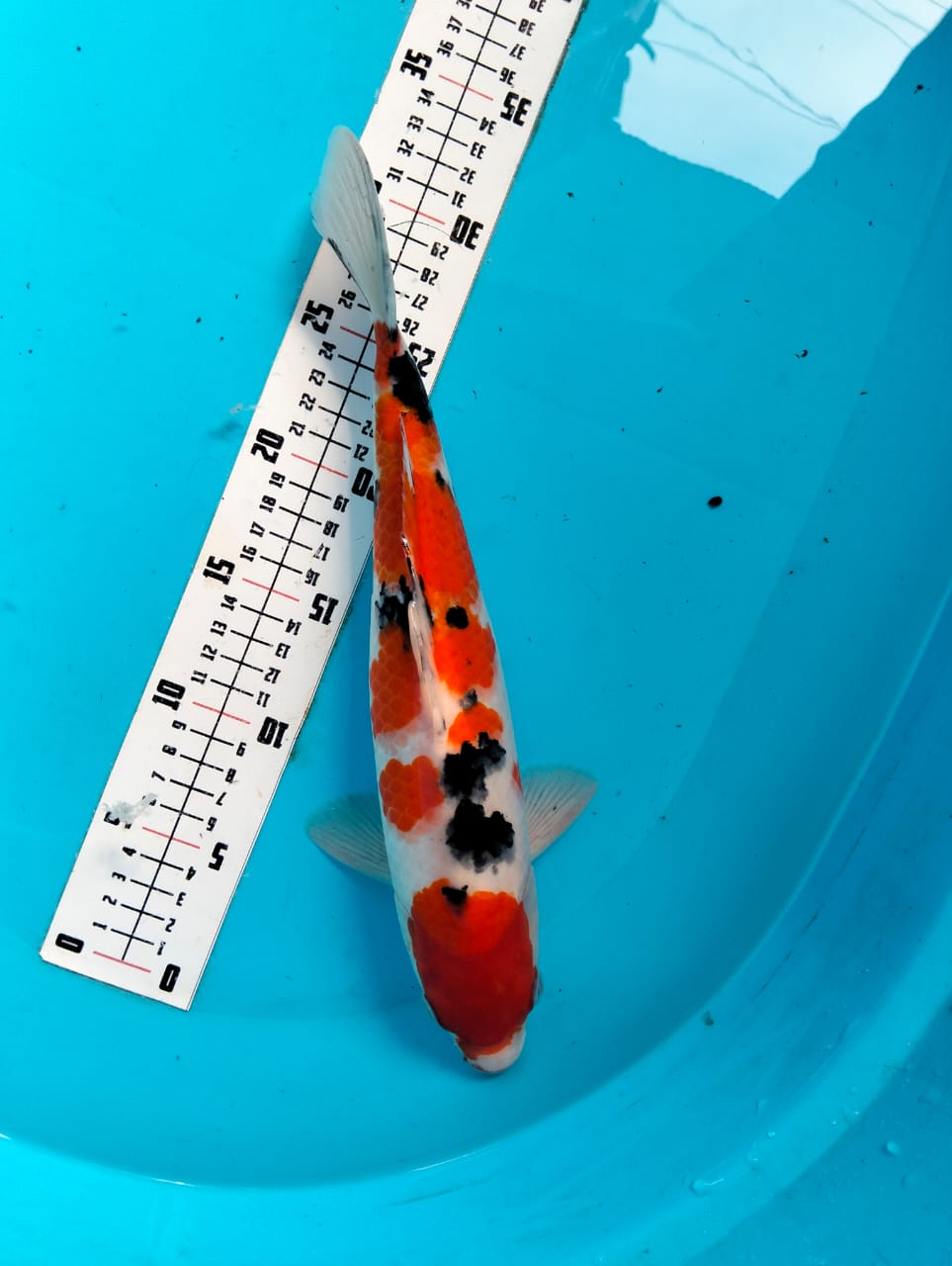 Ikan Koi TAISO SANSOKU POSISI IKAN DI ALVREDO KOI LELANG ULANG KORBAN BNR 33cm, lelang koi TAISO SANSOKU POSISI IKAN DI ALVREDO KOI LELANG ULANG KORBAN BNR 33cm, jual koi TAISO SANSOKU POSISI IKAN DI ALVREDO KOI LELANG ULANG KORBAN BNR 33cm, beli koi TAISO SANSOKU POSISI IKAN DI ALVREDO KOI LELANG ULANG KORBAN BNR 33cm, Lelang Koi Online, Jual Beli Ikan Koi, Pusat Jual Beli Koi, Info Lelang Koi Hari Ini, Platform Jual Beli Koi, Jual Beli Ikan Koi Online, Marketplace Ikan Koi, Jual Koi Terbaik, Tempat Beli Koi Berkualitas, Pasar Ikan Koi Online Terpercaya, Penjual Ikan Koi Terpercaya, Beli Koi Hias Online, Ikan Koi untuk Dijual, Koi Kualitas Terbaik, Toko Online Ikan Koi, Koi Hias Untuk Dijual, Jual Beli Ikan Koi Lokal, Koi Indonesia Online, Pusat Jual Beli Koi Terbesar