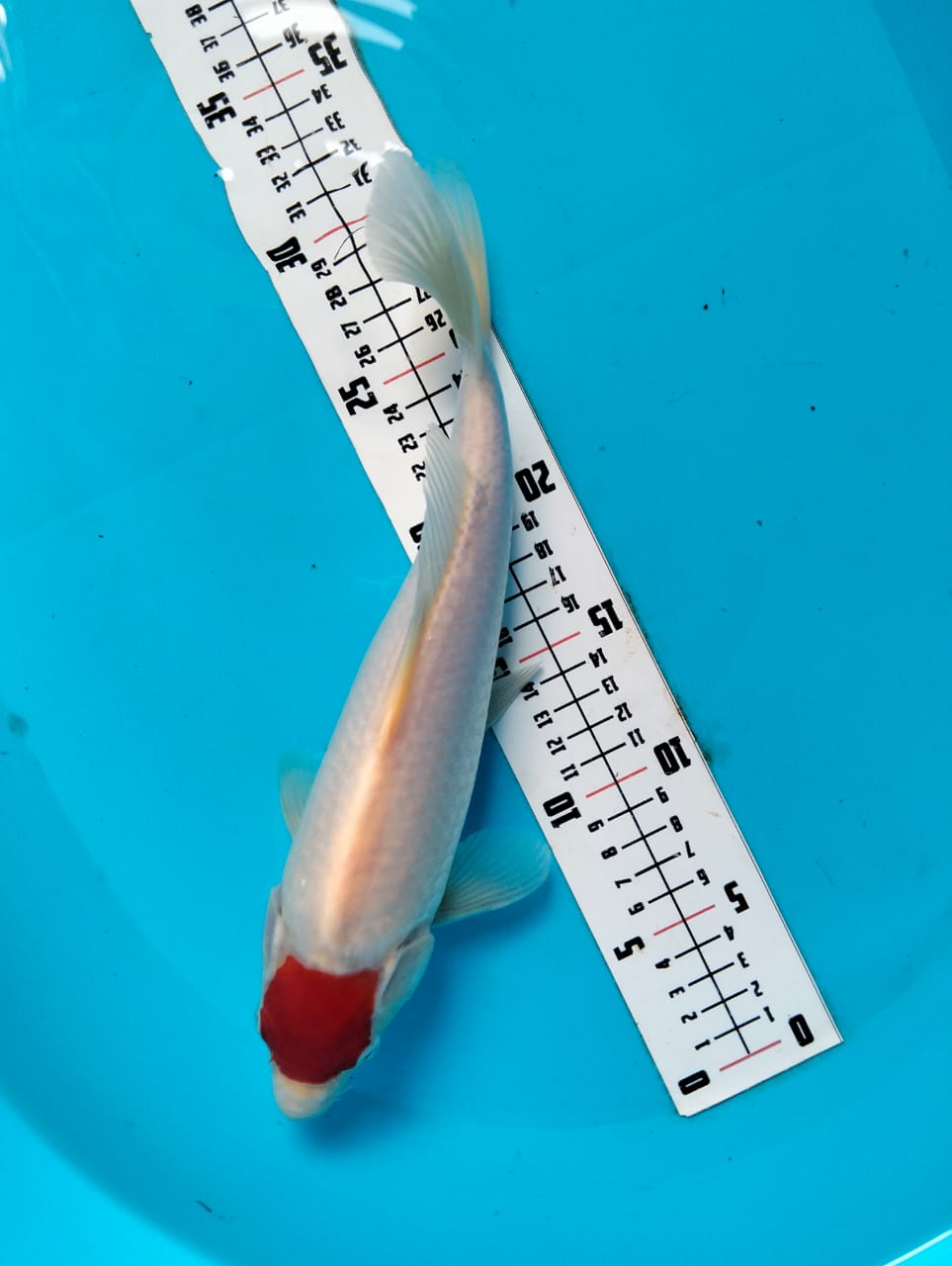 Ikan Koi ORIGINAL TANCHO KOHAKU AKF POSISI IKAN DI ALVREDO KOI 30cm, lelang koi ORIGINAL TANCHO KOHAKU AKF POSISI IKAN DI ALVREDO KOI 30cm, jual koi ORIGINAL TANCHO KOHAKU AKF POSISI IKAN DI ALVREDO KOI 30cm, beli koi ORIGINAL TANCHO KOHAKU AKF POSISI IKAN DI ALVREDO KOI 30cm, Lelang Koi Online, Jual Beli Ikan Koi, Pusat Jual Beli Koi, Info Lelang Koi Hari Ini, Platform Jual Beli Koi, Jual Beli Ikan Koi Online, Marketplace Ikan Koi, Jual Koi Terbaik, Tempat Beli Koi Berkualitas, Pasar Ikan Koi Online Terpercaya, Penjual Ikan Koi Terpercaya, Beli Koi Hias Online, Ikan Koi untuk Dijual, Koi Kualitas Terbaik, Toko Online Ikan Koi, Koi Hias Untuk Dijual, Jual Beli Ikan Koi Lokal, Koi Indonesia Online, Pusat Jual Beli Koi Terbesar