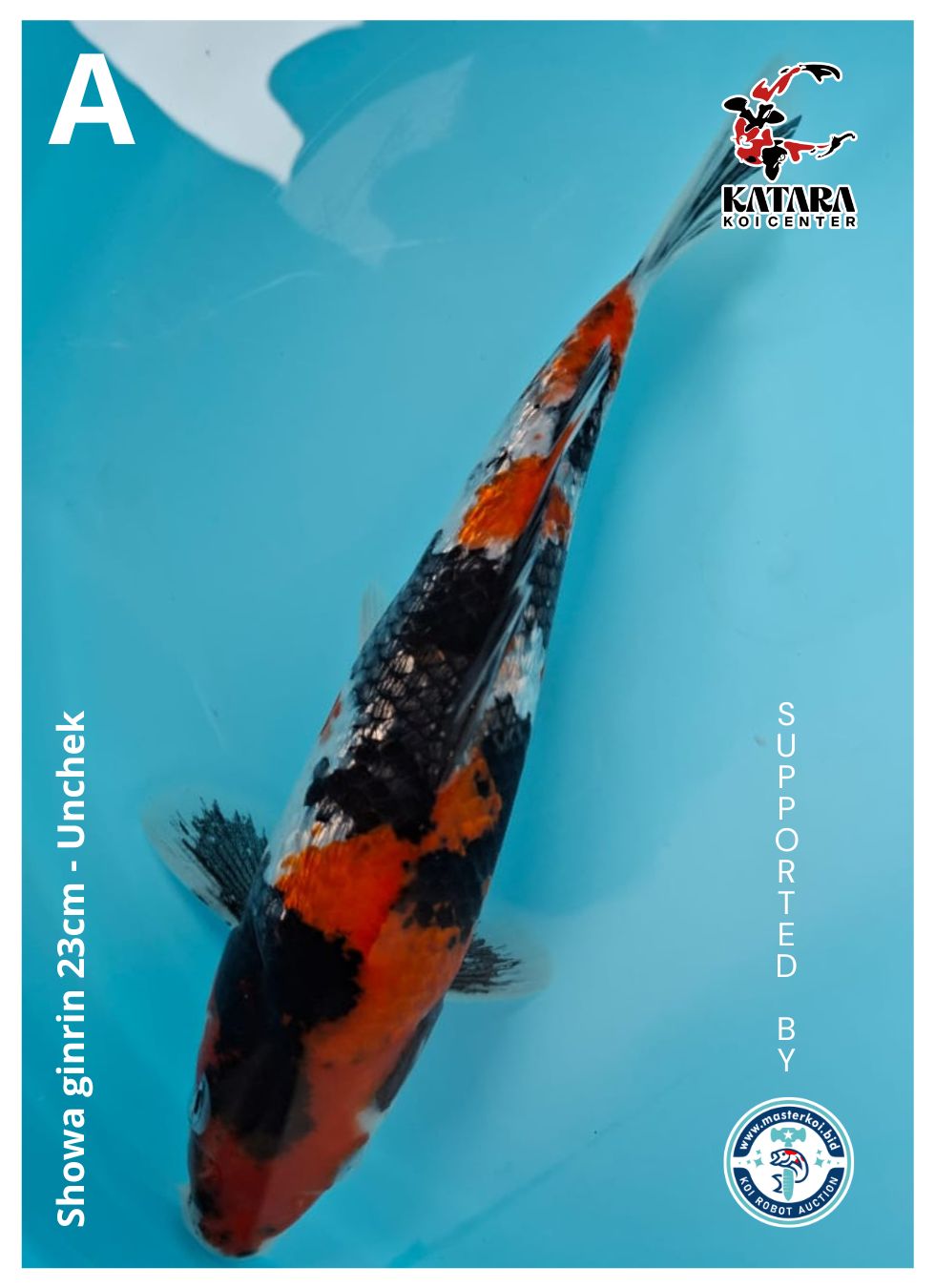 Lelang Koi Online, Jual Beli Ikan Koi, Pusat Jual Beli Koi, Info Lelang Koi Hari Ini, Platform Jual Beli Koi, Jual Beli Ikan Koi Online, Marketplace Ikan Koi, Jual Koi Terbaik, Tempat Beli Koi Berkualitas, Pasar Ikan Koi Online Terpercaya, Penjual Ikan Koi Terpercaya, Beli Koi Hias Online, Ikan Koi untuk Dijual, Koi Kualitas Terbaik, Toko Online Ikan Koi, Koi Hias Untuk Dijual, Jual Beli Ikan Koi Lokal, Koi Indonesia Online, Pusat Jual Beli Koi Terbesar