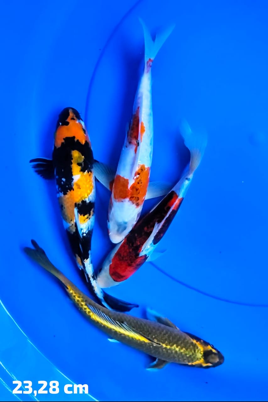 Lelang Koi Online, Jual Beli Ikan Koi, Pusat Jual Beli Koi, Info Lelang Koi Hari Ini, Platform Jual Beli Koi, Jual Beli Ikan Koi Online, Marketplace Ikan Koi, Jual Koi Terbaik, Tempat Beli Koi Berkualitas, Pasar Ikan Koi Online Terpercaya, Penjual Ikan Koi Terpercaya, Beli Koi Hias Online, Ikan Koi untuk Dijual, Koi Kualitas Terbaik, Toko Online Ikan Koi, Koi Hias Untuk Dijual, Jual Beli Ikan Koi Lokal, Koi Indonesia Online, Pusat Jual Beli Koi Terbesar