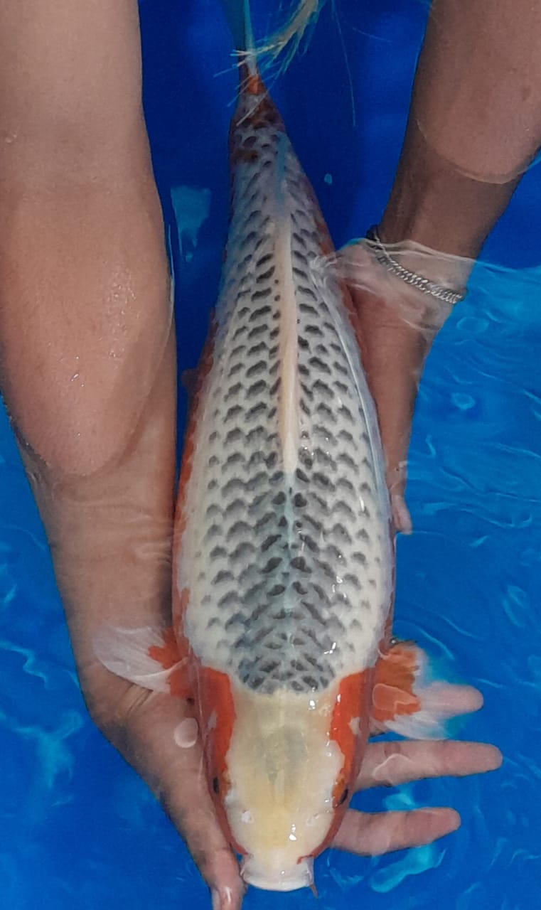 Lelang Koi Online, Jual Beli Ikan Koi, Pusat Jual Beli Koi, Info Lelang Koi Hari Ini, Platform Jual Beli Koi, Jual Beli Ikan Koi Online, Marketplace Ikan Koi, Jual Koi Terbaik, Tempat Beli Koi Berkualitas, Pasar Ikan Koi Online Terpercaya, Penjual Ikan Koi Terpercaya, Beli Koi Hias Online, Ikan Koi untuk Dijual, Koi Kualitas Terbaik, Toko Online Ikan Koi, Koi Hias Untuk Dijual, Jual Beli Ikan Koi Lokal, Koi Indonesia Online, Pusat Jual Beli Koi Terbesar