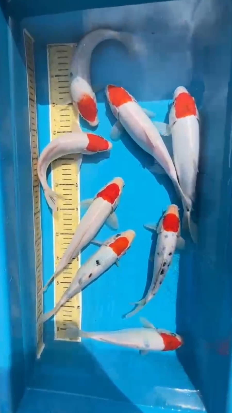 Lelang Koi Online, Jual Beli Ikan Koi, Pusat Jual Beli Koi, Info Lelang Koi Hari Ini, Platform Jual Beli Koi, Jual Beli Ikan Koi Online, Marketplace Ikan Koi, Jual Koi Terbaik, Tempat Beli Koi Berkualitas, Pasar Ikan Koi Online Terpercaya, Penjual Ikan Koi Terpercaya, Beli Koi Hias Online, Ikan Koi untuk Dijual, Koi Kualitas Terbaik, Toko Online Ikan Koi, Koi Hias Untuk Dijual, Jual Beli Ikan Koi Lokal, Koi Indonesia Online, Pusat Jual Beli Koi Terbesar