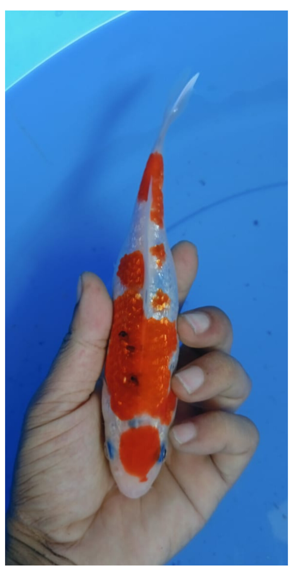 Lelang Koi Online, Jual Beli Ikan Koi, Pusat Jual Beli Koi, Info Lelang Koi Hari Ini, Platform Jual Beli Koi, Jual Beli Ikan Koi Online, Marketplace Ikan Koi, Jual Koi Terbaik, Tempat Beli Koi Berkualitas, Pasar Ikan Koi Online Terpercaya, Penjual Ikan Koi Terpercaya, Beli Koi Hias Online, Ikan Koi untuk Dijual, Koi Kualitas Terbaik, Toko Online Ikan Koi, Koi Hias Untuk Dijual, Jual Beli Ikan Koi Lokal, Koi Indonesia Online, Pusat Jual Beli Koi Terbesar