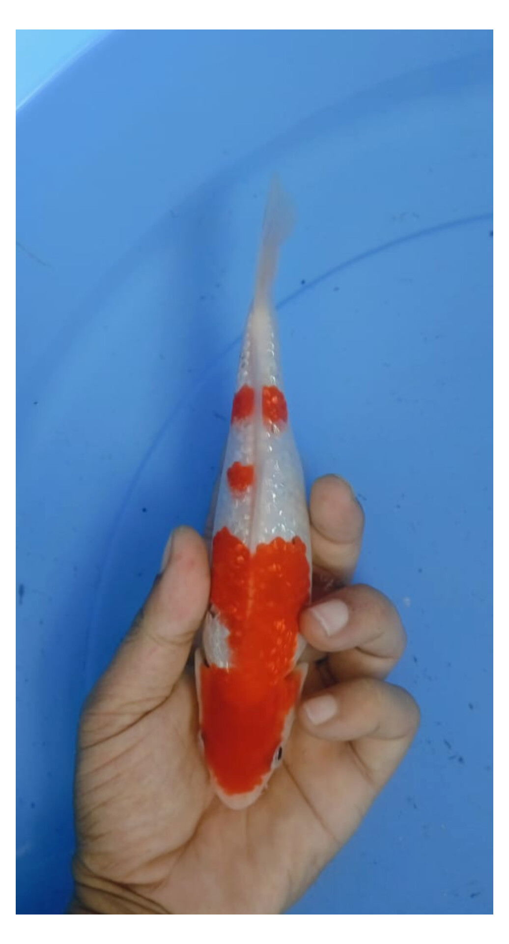 Lelang Koi Online, Jual Beli Ikan Koi, Pusat Jual Beli Koi, Info Lelang Koi Hari Ini, Platform Jual Beli Koi, Jual Beli Ikan Koi Online, Marketplace Ikan Koi, Jual Koi Terbaik, Tempat Beli Koi Berkualitas, Pasar Ikan Koi Online Terpercaya, Penjual Ikan Koi Terpercaya, Beli Koi Hias Online, Ikan Koi untuk Dijual, Koi Kualitas Terbaik, Toko Online Ikan Koi, Koi Hias Untuk Dijual, Jual Beli Ikan Koi Lokal, Koi Indonesia Online, Pusat Jual Beli Koi Terbesar