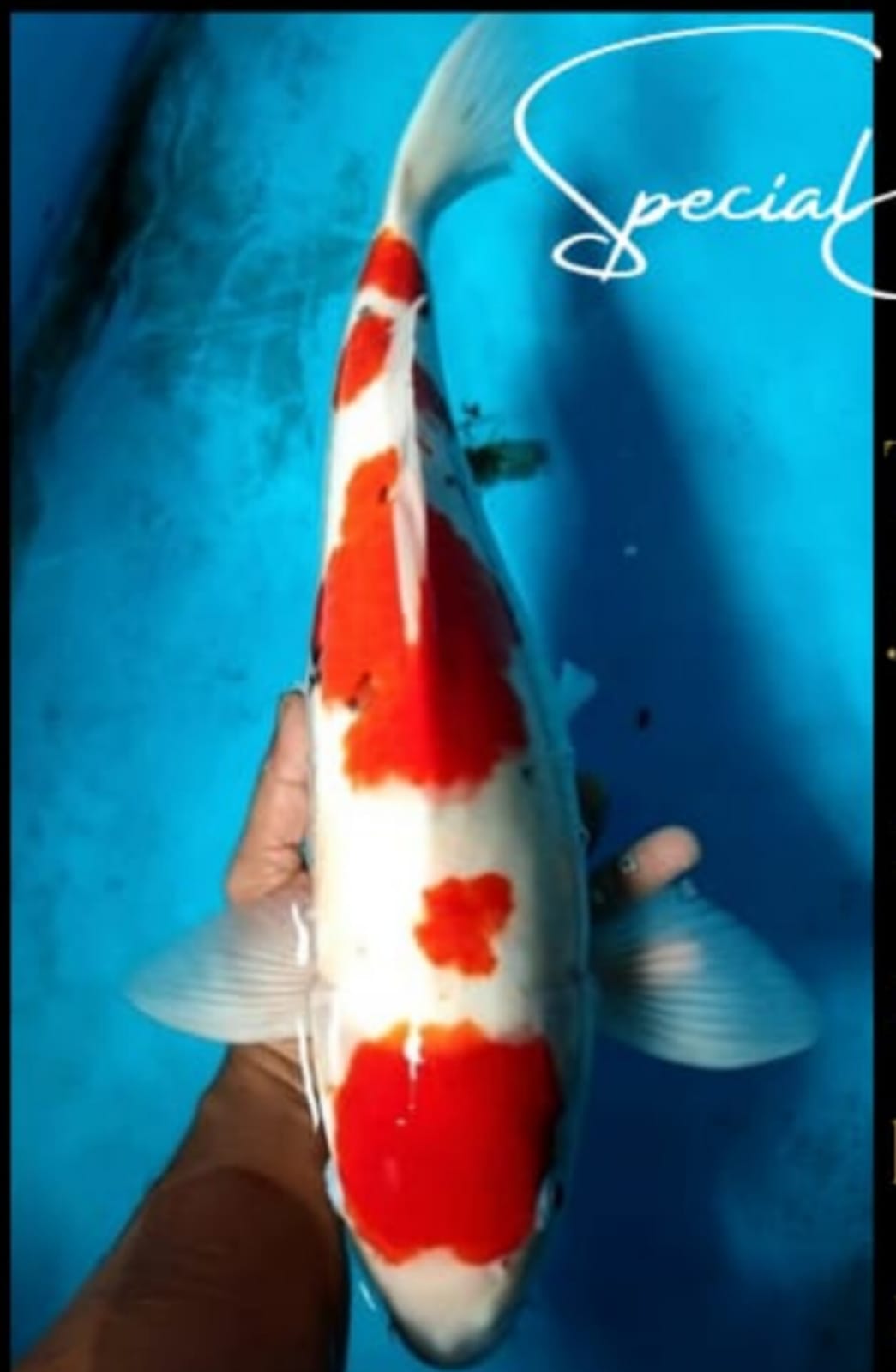 Lelang Koi Online, Jual Beli Ikan Koi, Pusat Jual Beli Koi, Info Lelang Koi Hari Ini, Platform Jual Beli Koi, Jual Beli Ikan Koi Online, Marketplace Ikan Koi, Jual Koi Terbaik, Tempat Beli Koi Berkualitas, Pasar Ikan Koi Online Terpercaya, Penjual Ikan Koi Terpercaya, Beli Koi Hias Online, Ikan Koi untuk Dijual, Koi Kualitas Terbaik, Toko Online Ikan Koi, Koi Hias Untuk Dijual, Jual Beli Ikan Koi Lokal, Koi Indonesia Online, Pusat Jual Beli Koi Terbesar