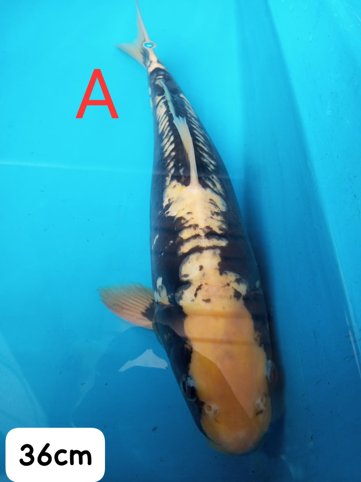 Ikan Koi KUMONRYU IKAN DISEMARANG 36cm, lelang koi KUMONRYU IKAN DISEMARANG 36cm, jual koi KUMONRYU IKAN DISEMARANG 36cm, beli koi KUMONRYU IKAN DISEMARANG 36cm, Lelang Koi Online, Jual Beli Ikan Koi, Pusat Jual Beli Koi, Info Lelang Koi Hari Ini, Platform Jual Beli Koi, Jual Beli Ikan Koi Online, Marketplace Ikan Koi, Jual Koi Terbaik, Tempat Beli Koi Berkualitas, Pasar Ikan Koi Online Terpercaya, Penjual Ikan Koi Terpercaya, Beli Koi Hias Online, Ikan Koi untuk Dijual, Koi Kualitas Terbaik, Toko Online Ikan Koi, Koi Hias Untuk Dijual, Jual Beli Ikan Koi Lokal, Koi Indonesia Online, Pusat Jual Beli Koi Terbesar