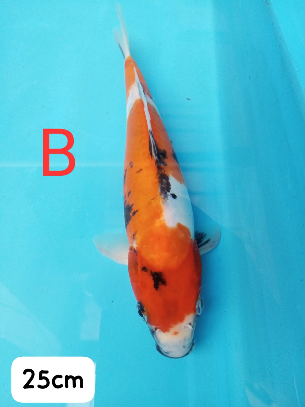 Ikan Koi SHOWADOITSU IKAN DISEMARANG 25cm, lelang koi SHOWADOITSU IKAN DISEMARANG 25cm, jual koi SHOWADOITSU IKAN DISEMARANG 25cm, beli koi SHOWADOITSU IKAN DISEMARANG 25cm, Lelang Koi Online, Jual Beli Ikan Koi, Pusat Jual Beli Koi, Info Lelang Koi Hari Ini, Platform Jual Beli Koi, Jual Beli Ikan Koi Online, Marketplace Ikan Koi, Jual Koi Terbaik, Tempat Beli Koi Berkualitas, Pasar Ikan Koi Online Terpercaya, Penjual Ikan Koi Terpercaya, Beli Koi Hias Online, Ikan Koi untuk Dijual, Koi Kualitas Terbaik, Toko Online Ikan Koi, Koi Hias Untuk Dijual, Jual Beli Ikan Koi Lokal, Koi Indonesia Online, Pusat Jual Beli Koi Terbesar