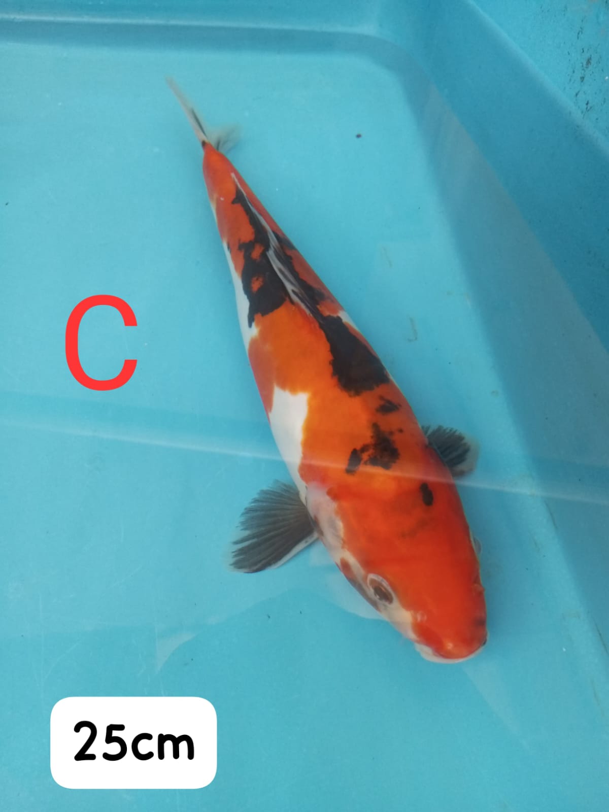 Ikan Koi SHOWADOITSU IKAN DISEMARANG 25cm, lelang koi SHOWADOITSU IKAN DISEMARANG 25cm, jual koi SHOWADOITSU IKAN DISEMARANG 25cm, beli koi SHOWADOITSU IKAN DISEMARANG 25cm, Lelang Koi Online, Jual Beli Ikan Koi, Pusat Jual Beli Koi, Info Lelang Koi Hari Ini, Platform Jual Beli Koi, Jual Beli Ikan Koi Online, Marketplace Ikan Koi, Jual Koi Terbaik, Tempat Beli Koi Berkualitas, Pasar Ikan Koi Online Terpercaya, Penjual Ikan Koi Terpercaya, Beli Koi Hias Online, Ikan Koi untuk Dijual, Koi Kualitas Terbaik, Toko Online Ikan Koi, Koi Hias Untuk Dijual, Jual Beli Ikan Koi Lokal, Koi Indonesia Online, Pusat Jual Beli Koi Terbesar