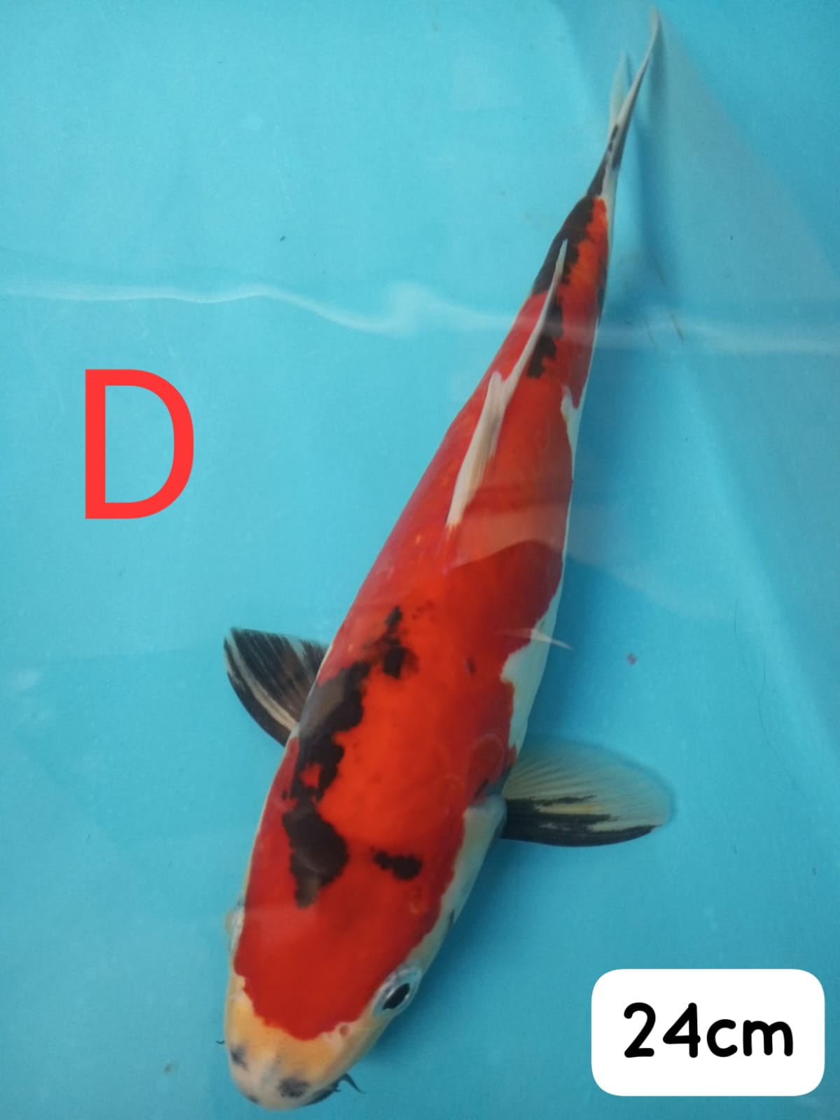 Ikan Koi SHOWADOITSU IKAN DISEMARANG 24cm, lelang koi SHOWADOITSU IKAN DISEMARANG 24cm, jual koi SHOWADOITSU IKAN DISEMARANG 24cm, beli koi SHOWADOITSU IKAN DISEMARANG 24cm, Lelang Koi Online, Jual Beli Ikan Koi, Pusat Jual Beli Koi, Info Lelang Koi Hari Ini, Platform Jual Beli Koi, Jual Beli Ikan Koi Online, Marketplace Ikan Koi, Jual Koi Terbaik, Tempat Beli Koi Berkualitas, Pasar Ikan Koi Online Terpercaya, Penjual Ikan Koi Terpercaya, Beli Koi Hias Online, Ikan Koi untuk Dijual, Koi Kualitas Terbaik, Toko Online Ikan Koi, Koi Hias Untuk Dijual, Jual Beli Ikan Koi Lokal, Koi Indonesia Online, Pusat Jual Beli Koi Terbesar
