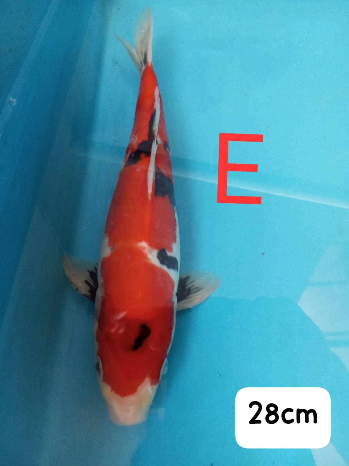 Ikan Koi SHOWADOITSU IKAN DISEMARANG 28cm, lelang koi SHOWADOITSU IKAN DISEMARANG 28cm, jual koi SHOWADOITSU IKAN DISEMARANG 28cm, beli koi SHOWADOITSU IKAN DISEMARANG 28cm, Lelang Koi Online, Jual Beli Ikan Koi, Pusat Jual Beli Koi, Info Lelang Koi Hari Ini, Platform Jual Beli Koi, Jual Beli Ikan Koi Online, Marketplace Ikan Koi, Jual Koi Terbaik, Tempat Beli Koi Berkualitas, Pasar Ikan Koi Online Terpercaya, Penjual Ikan Koi Terpercaya, Beli Koi Hias Online, Ikan Koi untuk Dijual, Koi Kualitas Terbaik, Toko Online Ikan Koi, Koi Hias Untuk Dijual, Jual Beli Ikan Koi Lokal, Koi Indonesia Online, Pusat Jual Beli Koi Terbesar