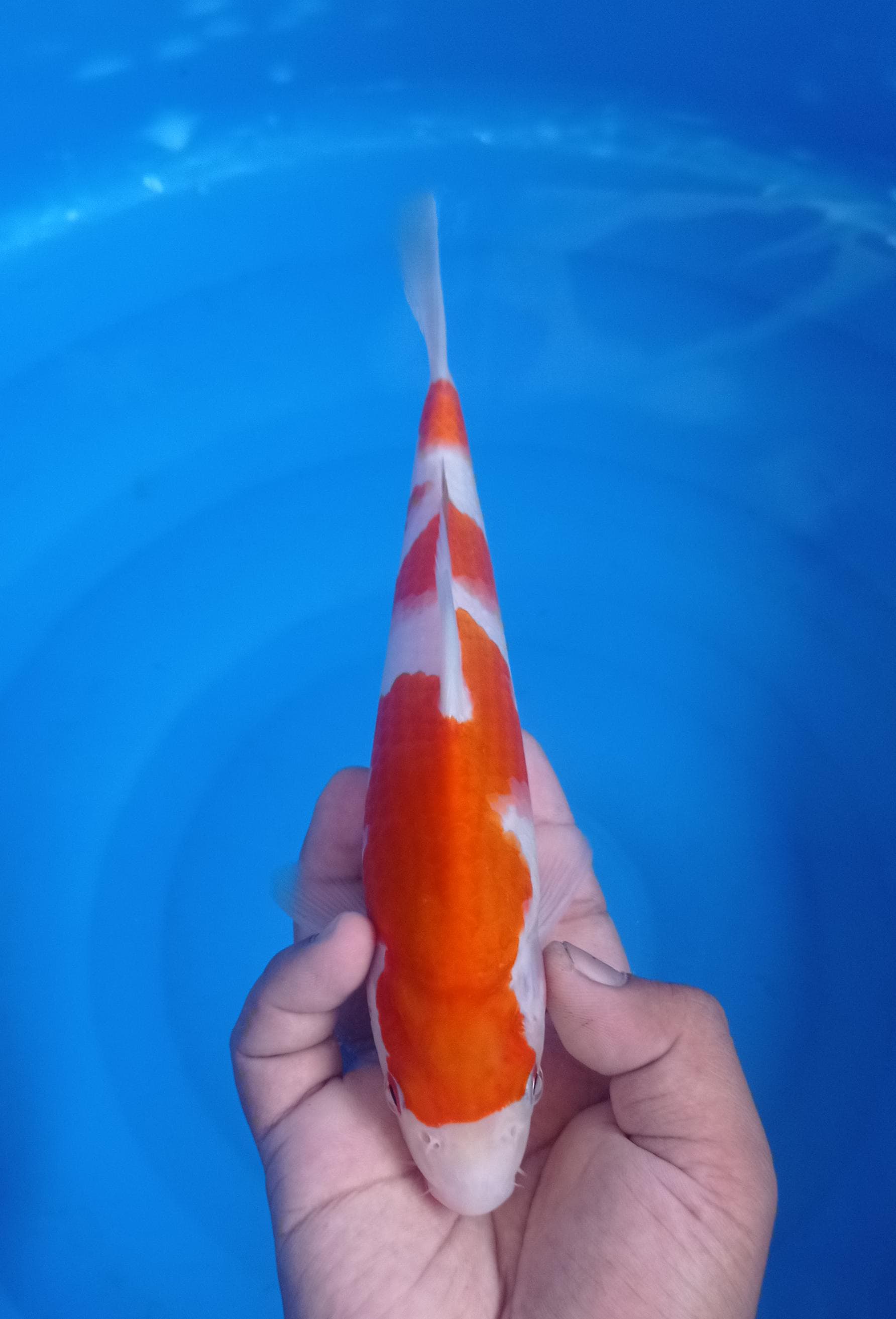Lelang Koi Online, Jual Beli Ikan Koi, Pusat Jual Beli Koi, Info Lelang Koi Hari Ini, Platform Jual Beli Koi, Jual Beli Ikan Koi Online, Marketplace Ikan Koi, Jual Koi Terbaik, Tempat Beli Koi Berkualitas, Pasar Ikan Koi Online Terpercaya, Penjual Ikan Koi Terpercaya, Beli Koi Hias Online, Ikan Koi untuk Dijual, Koi Kualitas Terbaik, Toko Online Ikan Koi, Koi Hias Untuk Dijual, Jual Beli Ikan Koi Lokal, Koi Indonesia Online, Pusat Jual Beli Koi Terbesar
