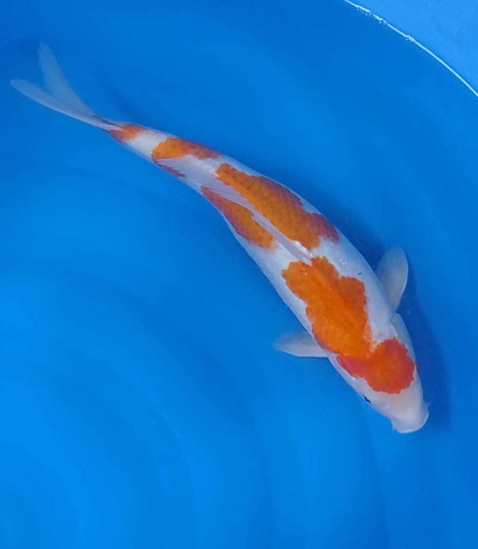 Lelang Koi Online, Jual Beli Ikan Koi, Pusat Jual Beli Koi, Info Lelang Koi Hari Ini, Platform Jual Beli Koi, Jual Beli Ikan Koi Online, Marketplace Ikan Koi, Jual Koi Terbaik, Tempat Beli Koi Berkualitas, Pasar Ikan Koi Online Terpercaya, Penjual Ikan Koi Terpercaya, Beli Koi Hias Online, Ikan Koi untuk Dijual, Koi Kualitas Terbaik, Toko Online Ikan Koi, Koi Hias Untuk Dijual, Jual Beli Ikan Koi Lokal, Koi Indonesia Online, Pusat Jual Beli Koi Terbesar