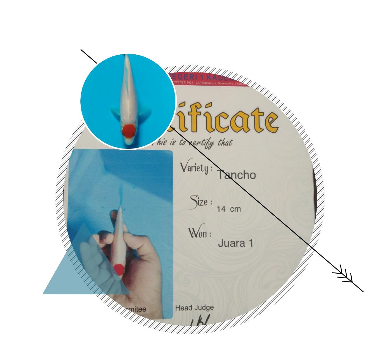 TANCHO KOHAKU PRESTASI 14cm