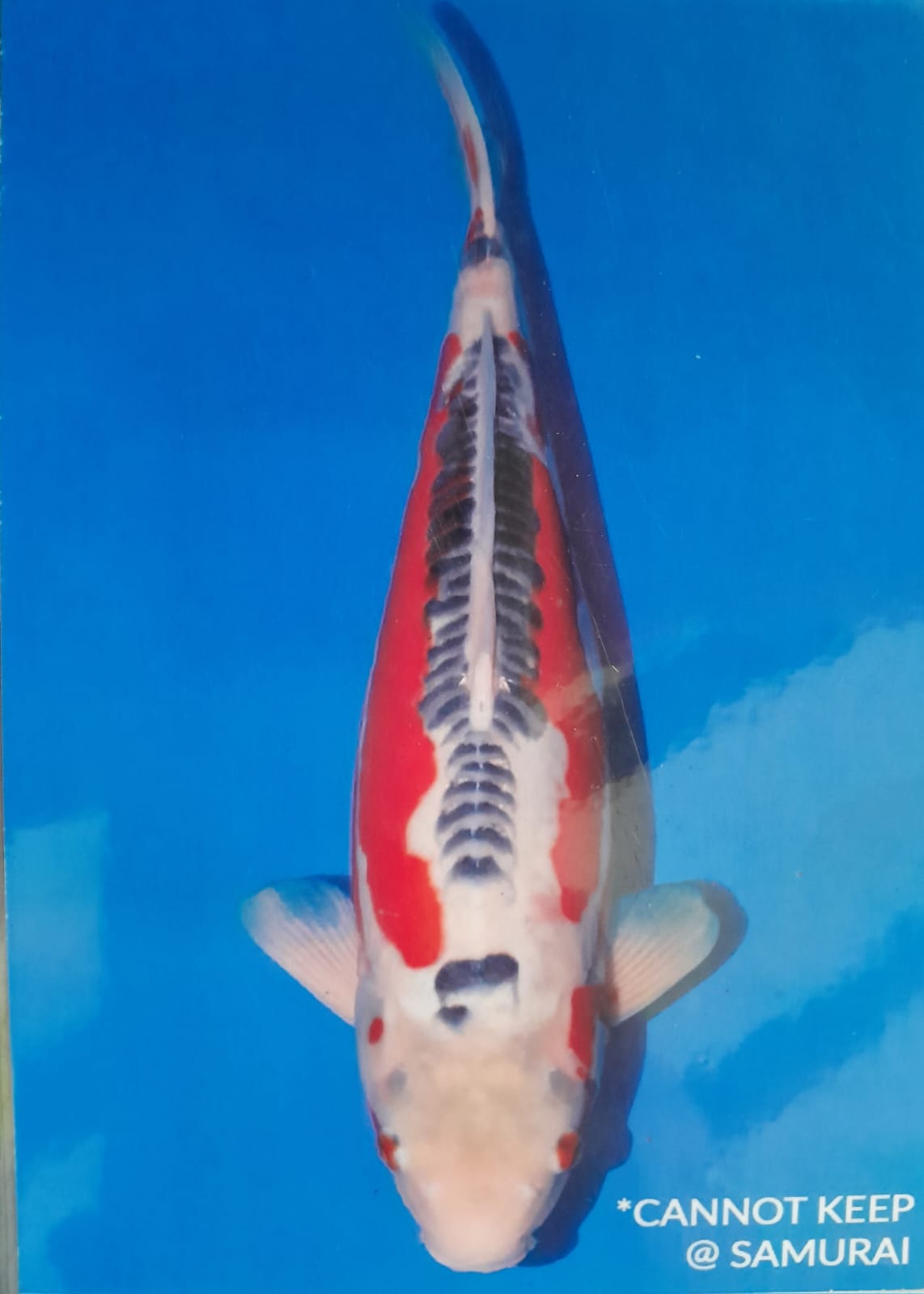 Lelang Koi Online, Jual Beli Ikan Koi, Pusat Jual Beli Koi, Info Lelang Koi Hari Ini, Platform Jual Beli Koi, Jual Beli Ikan Koi Online, Marketplace Ikan Koi, Jual Koi Terbaik, Tempat Beli Koi Berkualitas, Pasar Ikan Koi Online Terpercaya, Penjual Ikan Koi Terpercaya, Beli Koi Hias Online, Ikan Koi untuk Dijual, Koi Kualitas Terbaik, Toko Online Ikan Koi, Koi Hias Untuk Dijual, Jual Beli Ikan Koi Lokal, Koi Indonesia Online, Pusat Jual Beli Koi Terbesar