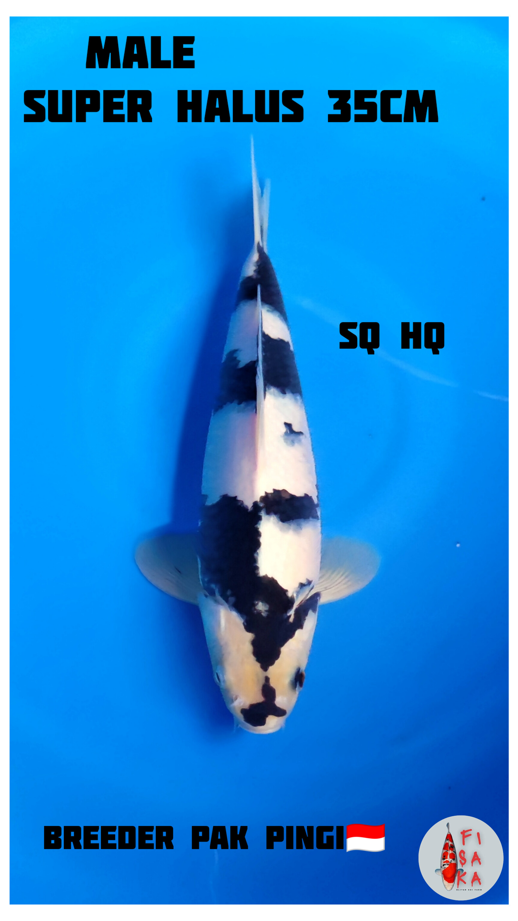 SHIRO UTSURI FINISH SQ HQ 35cm