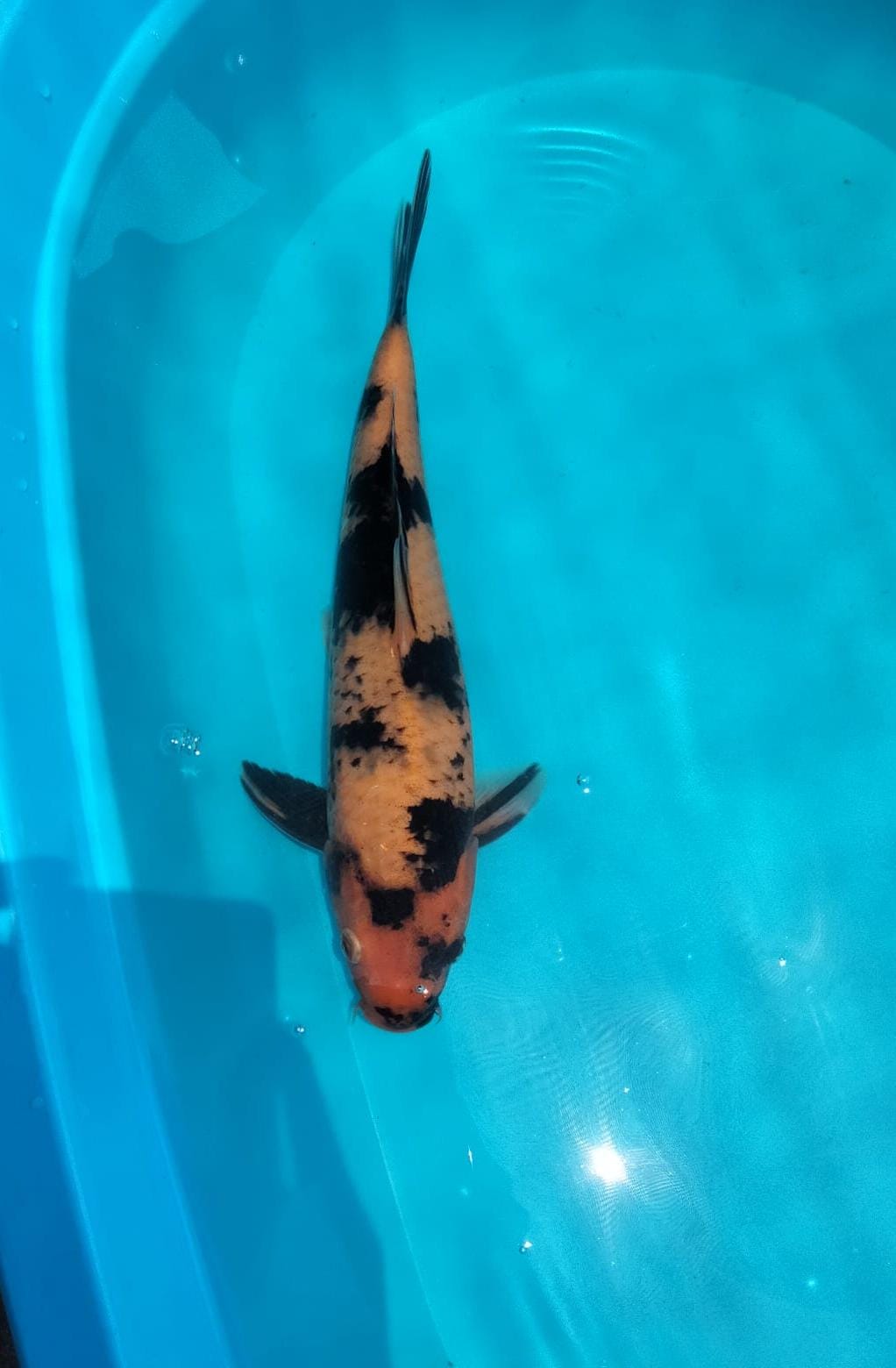 HIUTSURI 35cm