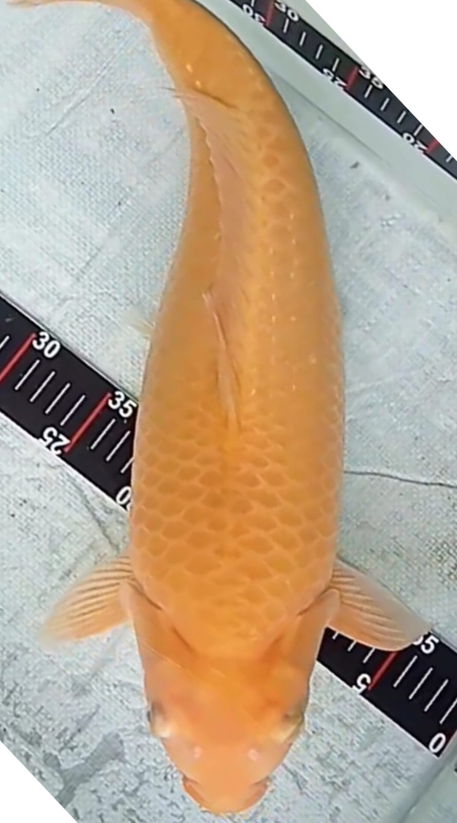 SUPER KARASYI LEMON BODLINE JUMBO BODY PUNUK LEBAR MALE ISTIMEWA LOKASI TUBAN 50cm