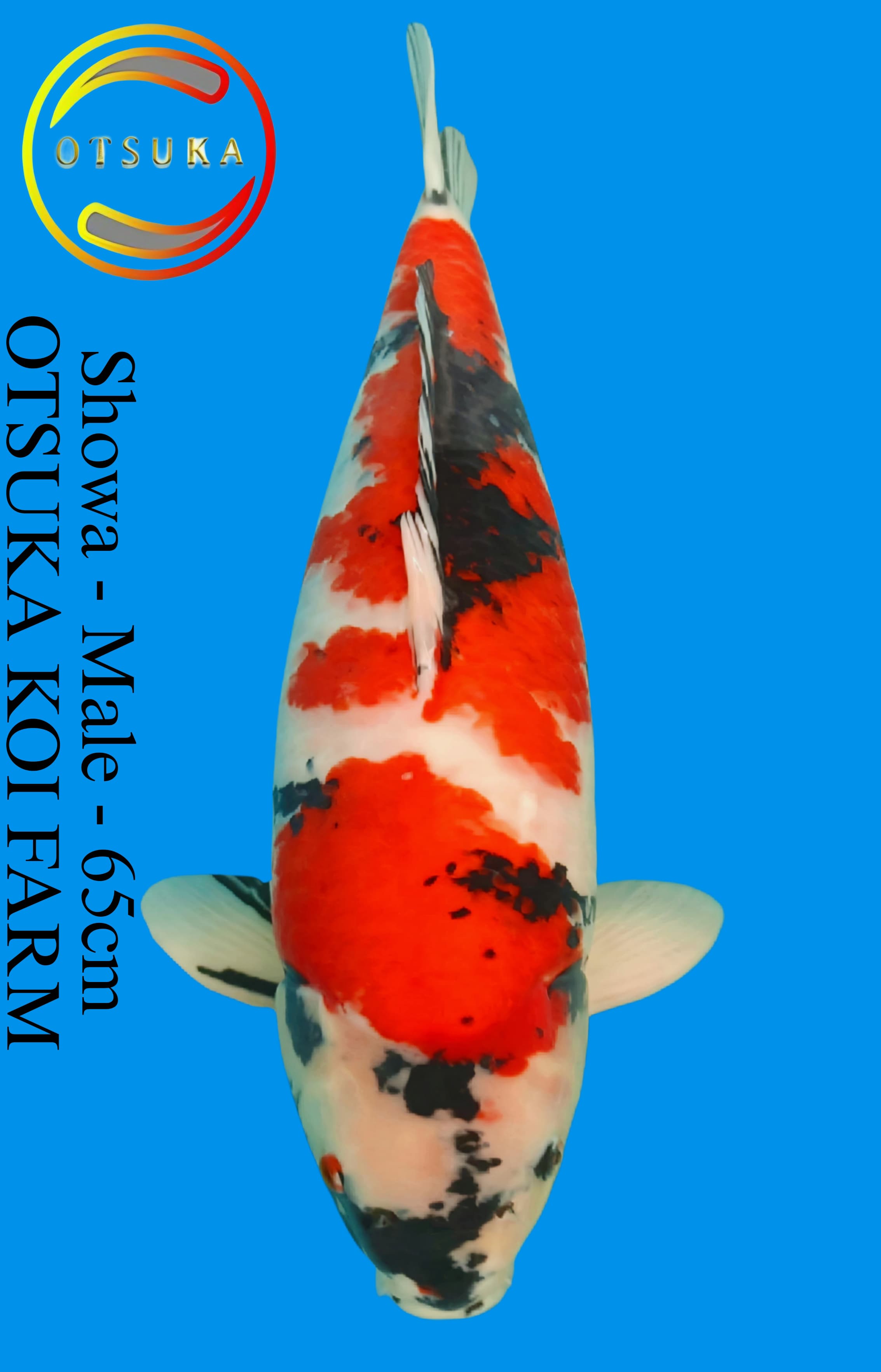 SHOWA OTSUKA 65cm